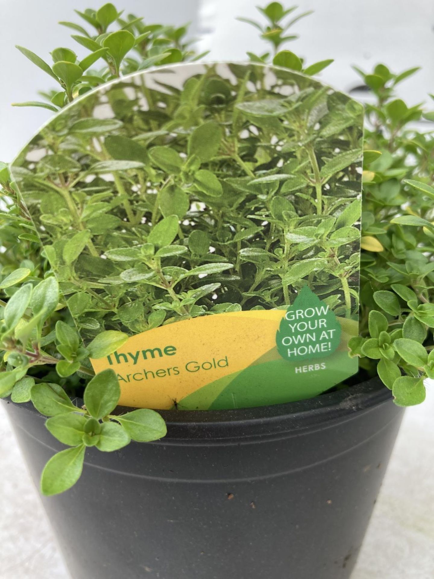THREE THYME 'ARCHERS GOLD' IN 1 LTR POTS APPROX 20CM IN HEIGHT PLUS VAT TO BE SOLD FOR THE THREE - Image 8 of 8
