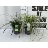 TWO HARDY ORNAMENTAL GRASSES CAREX 'FEATHER FALLS' AND 'IRISH GREEN' IN 3 LTR POTS APPROX 50CM IN