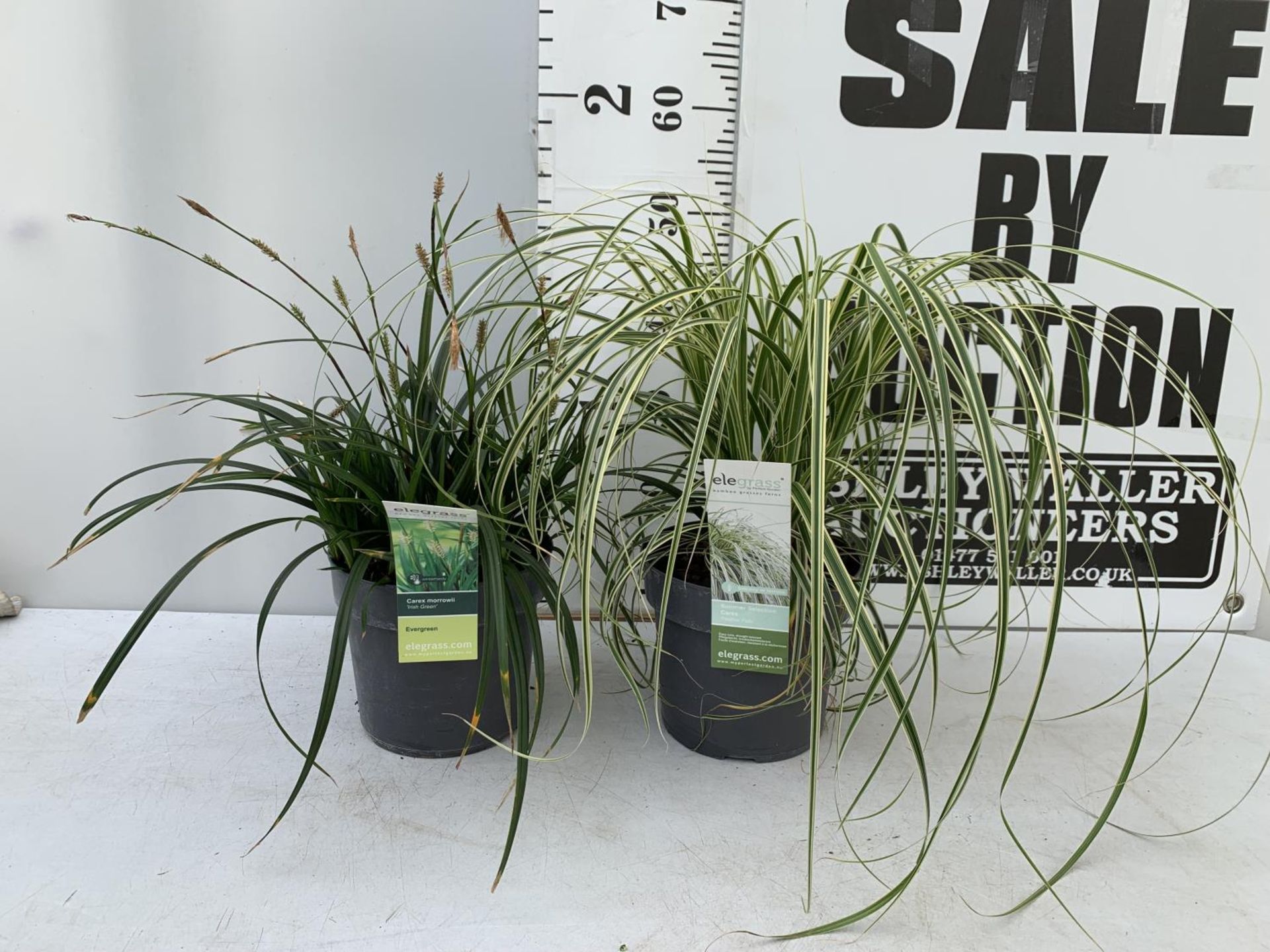 TWO HARDY ORNAMENTAL GRASSES CAREX 'FEATHER FALLS' AND 'IRISH GREEN' IN 3 LTR POTS APPROX 50CM IN