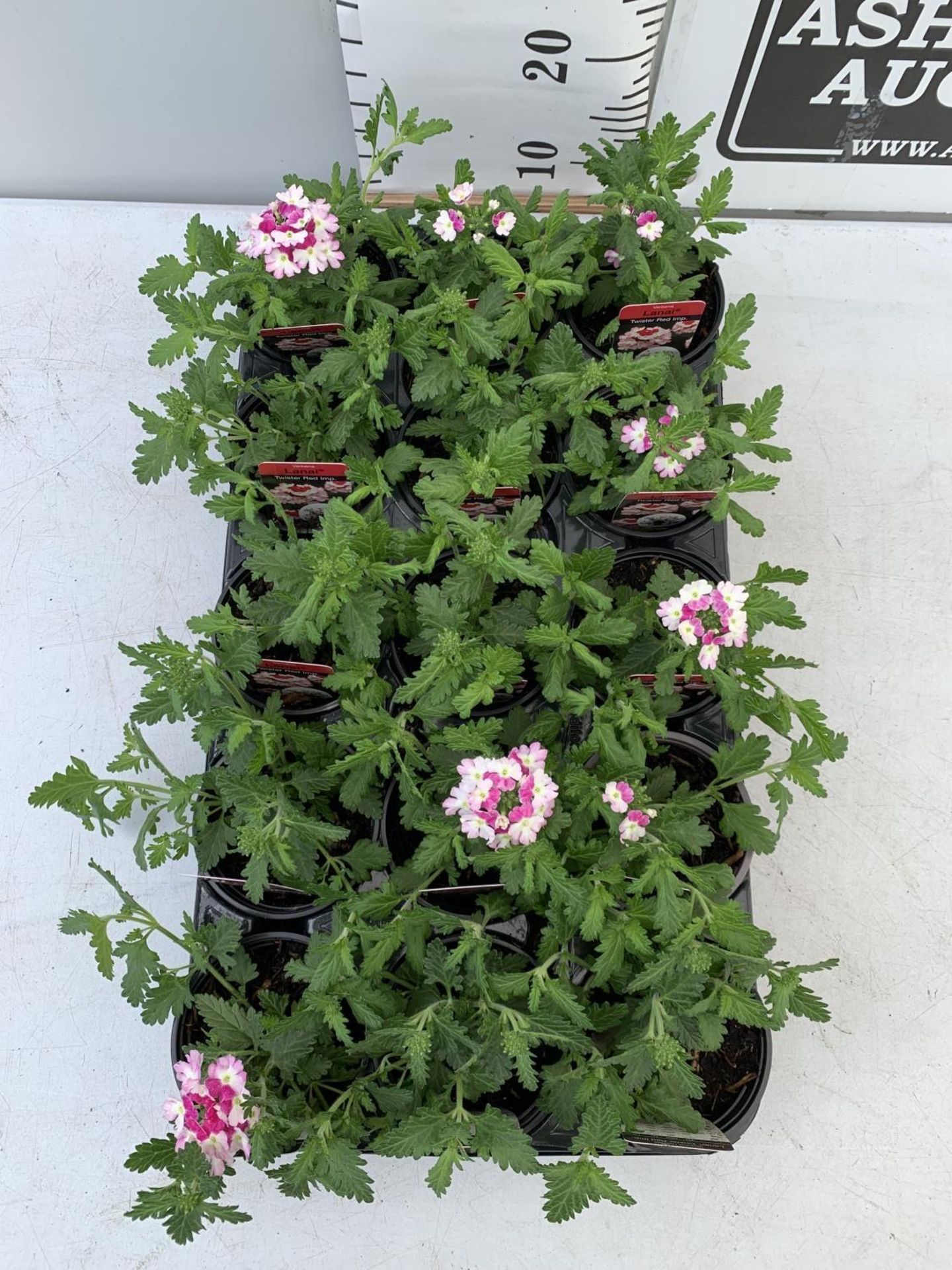 FIFTEEN VERBENA LANAI 'TWISTER RED IMP' BASKET PLANTS ON A TRAY IN P9 POTS PLUS VAT TO BE SOLD FOR - Image 2 of 4