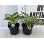 TWO LARGE HOSTAS 'GREAT EXPECTATIONS' IN 4LTR POTS APPROX 45CM IN HEIGHT PLUS VAT TO BE SOLD FOR THE