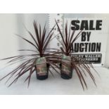 TWO CORDYLINE AUSTRALIS RED STAR IN 2 LTR POTS HEIGHT 70CM PLUS VAT TO BE SOLD FOR THE TWO