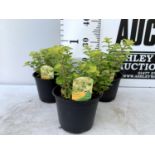 THREE OREGANO 'GOLD NUGGET' IN 1 LTR POTS APPROX 30CM IN HEIGHT PLUS VAT TO BE SOLD FOR THE THREE