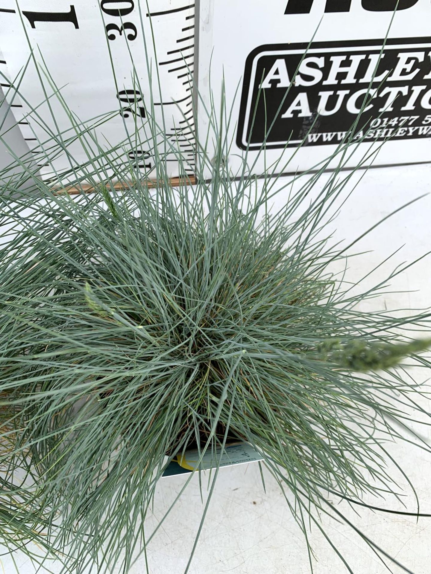 TWO FESTUCA GLAUCA 'INTENSE BLUE' ORNAMENTAL GRASSES IN 2 LTR POTS APPROX 50CM IN HEIGHT PLUS VAT TO - Image 5 of 10