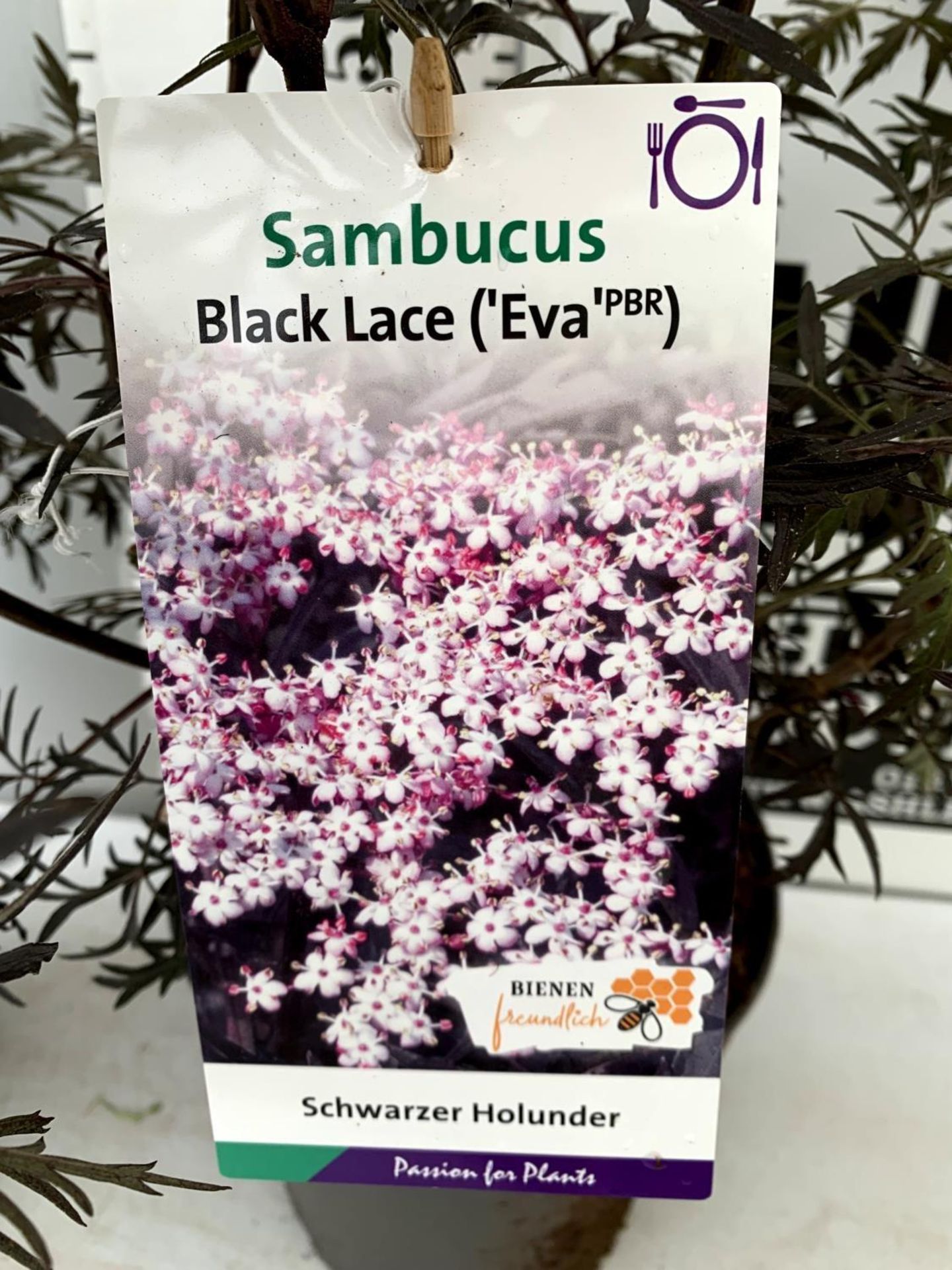 TWO SAMBUCUS NIGRA BLACK LACE 'EVA' IN 5 LTR POTS APPROX 80CM IN HEIGHT PLUS VAT TO BE SOLD FOR - Image 8 of 10