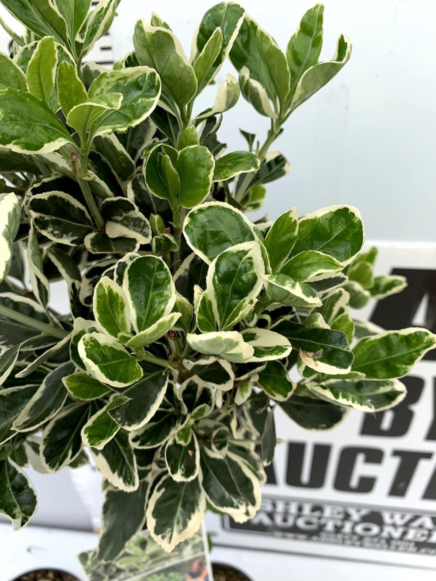 TWO STANDARD EUONYMUS JAPONICUS 'KATHY' IN 3 LTR POTS 110CM IN HEIGHT PLUS VAT TO BE SOLD FOR THE - Image 6 of 8