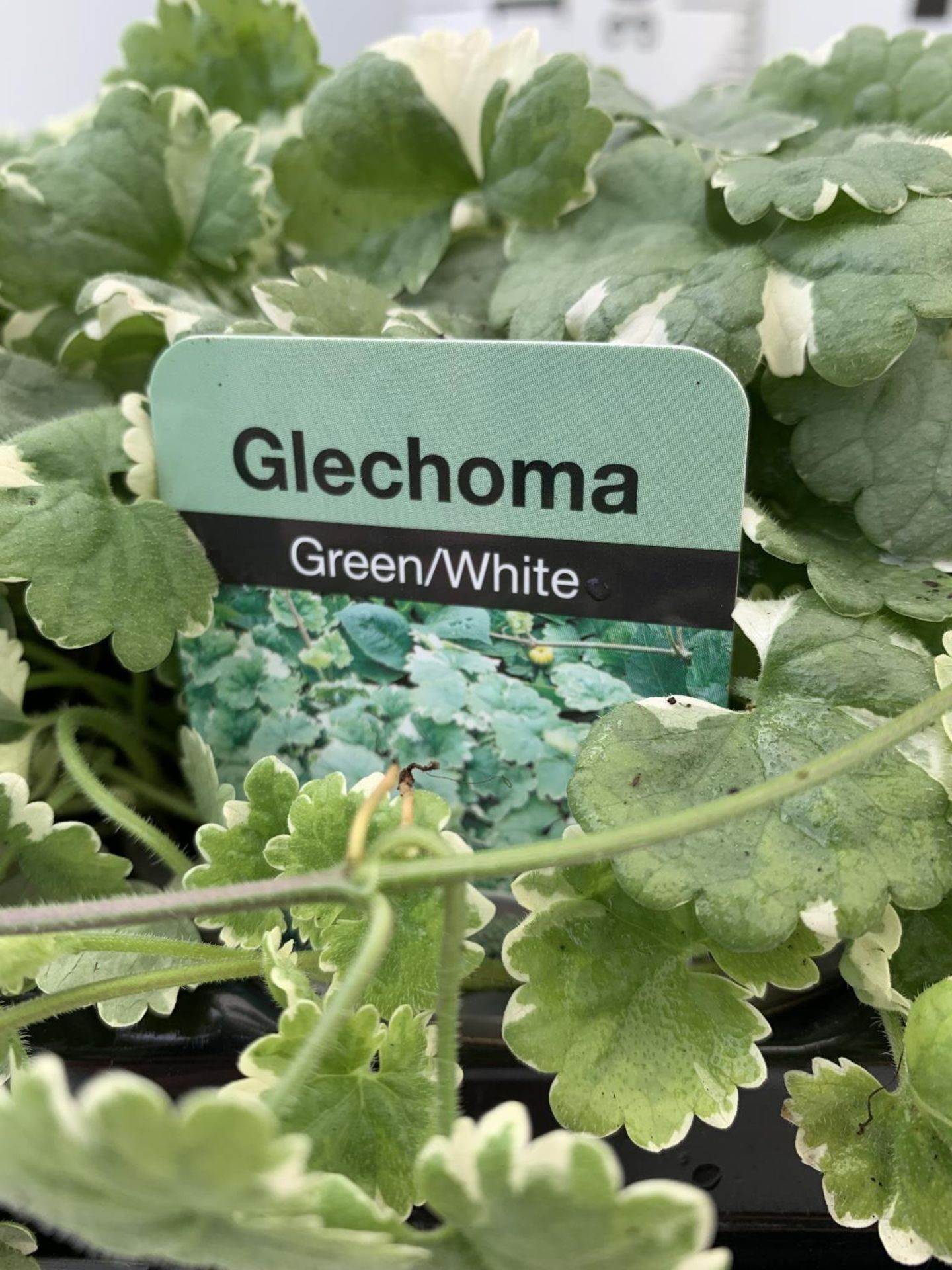 FIFTEEN GLECHOMA IN GREEN/ WHITE BASKET PLANTS ON A TRAY IN P9 POTS PLUS VAT TO BE SOLD FOR THE - Image 4 of 4
