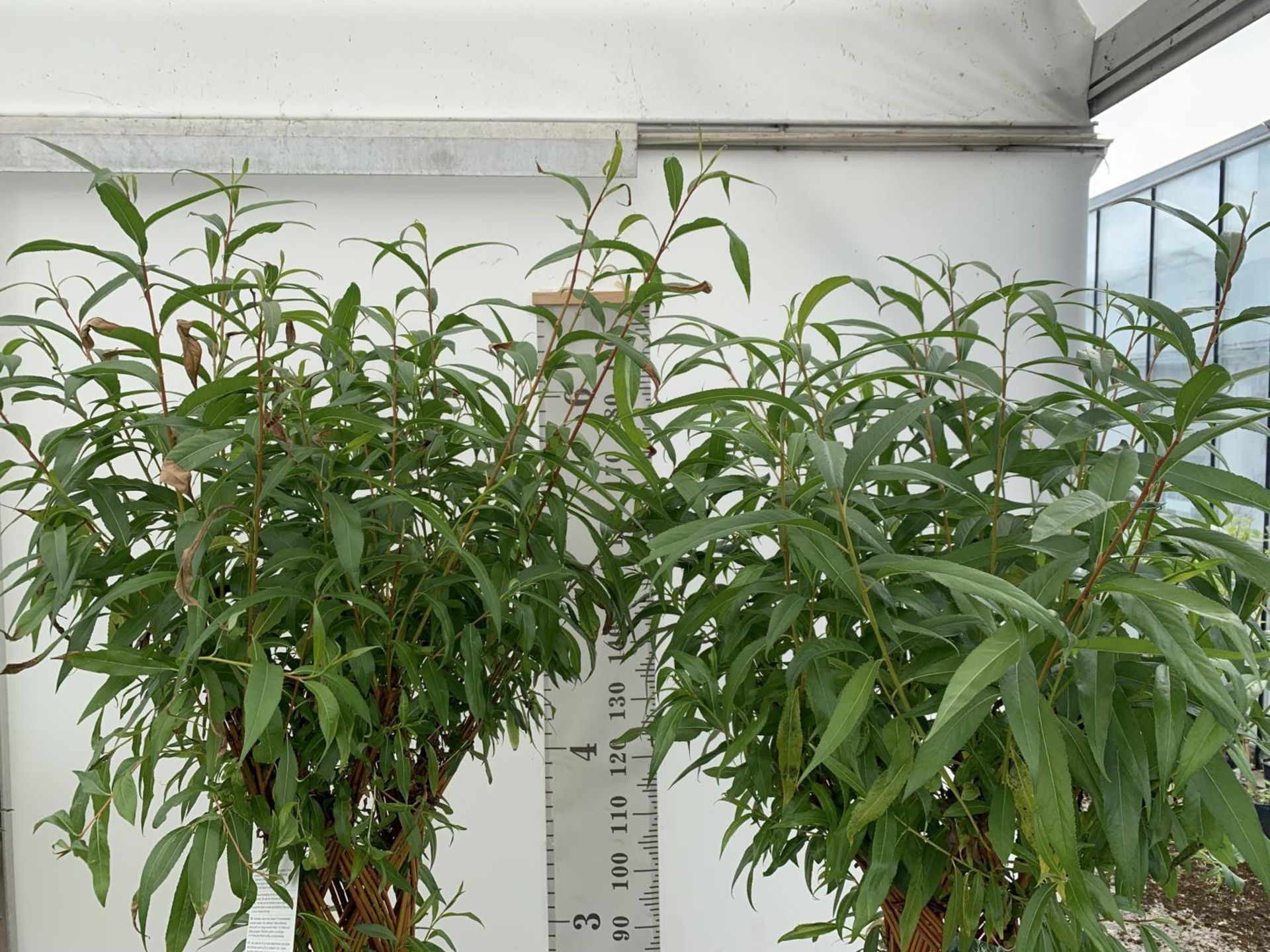 TWO SALIX LIVING WILLOW TREES IN 7.5 LTR POTS OVER 2 METRES IN HEIGHT TO BE SOLD FOR THE TWO PLUS - Image 5 of 22