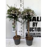 TWO LEPTOSPERMUM SCOPARIUM 'BIANCO' IN FLOWER STANDARD TREES 90 -100CM IN HEIGHT IN 3 LTR POTS