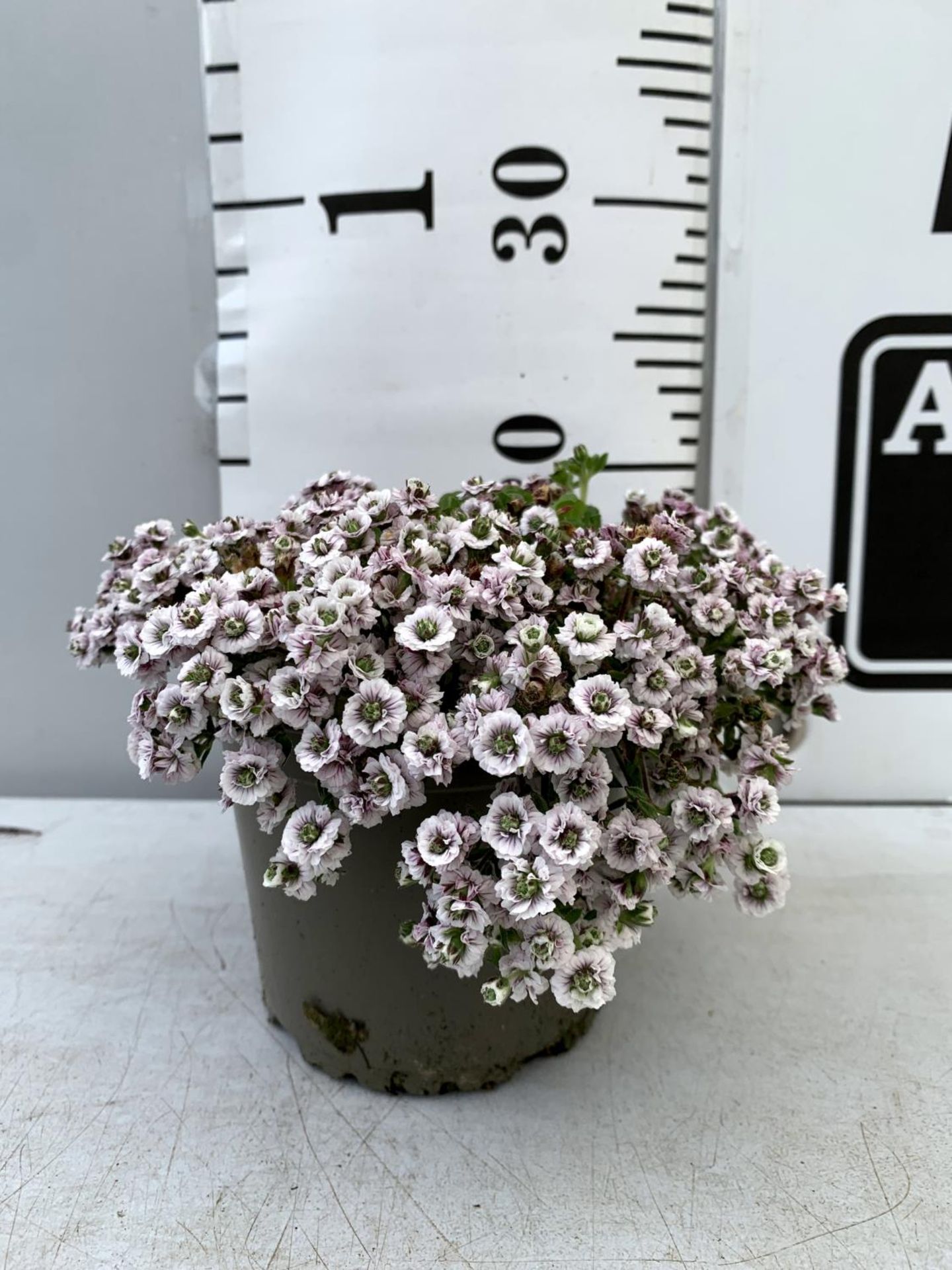 EIGHT GYPSOPHILA CERASTIOIDES PLENA WHITE IN 1 LTR POTS APPROX 20CM IN HEIGHT PLUS VAT TO BE SOLD - Image 7 of 8