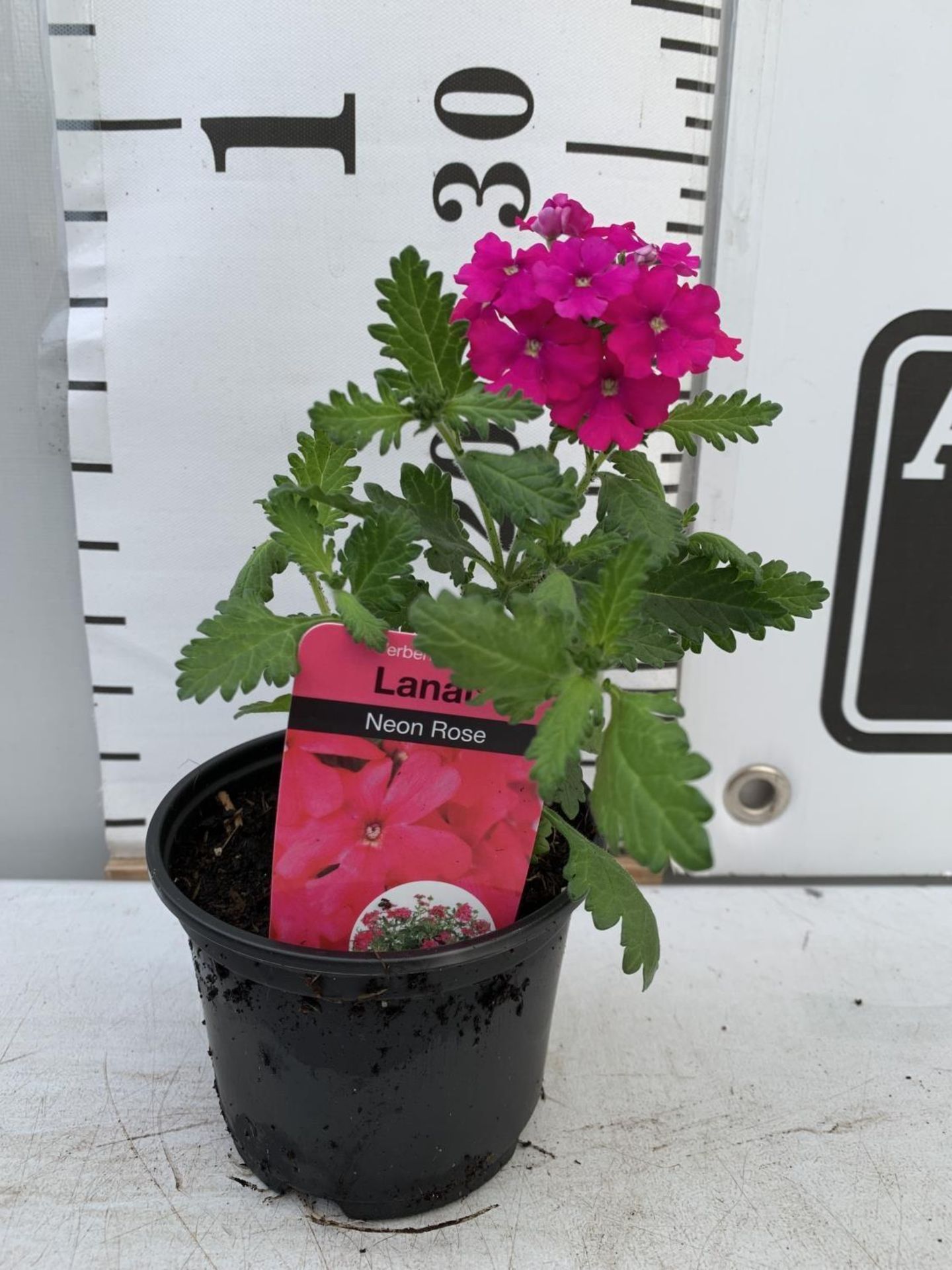 FIFTEEN TRAILING VERBENA LANAI IN NEON ROSE BASKET PLANTS ON A TRAY IN P9 POTS PLUS VAT TO BE SOLD - Image 5 of 5