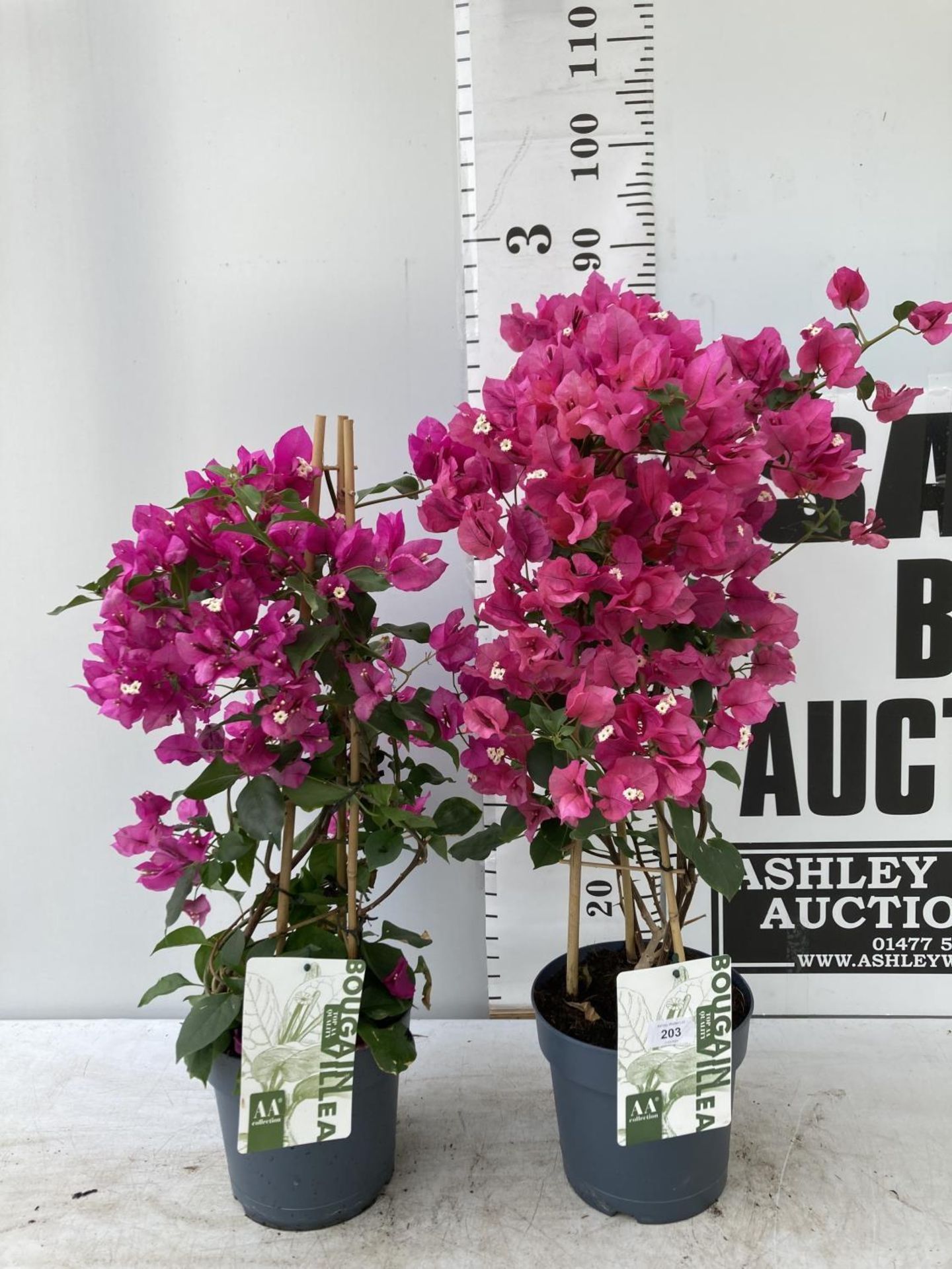 TWO BOUGAINVILLEA SANDERINA PINK ON A PYRAMID FRAME, 3 LTR POTS HEIGHT 60-80CM. PATIO READY TO BE - Image 2 of 8