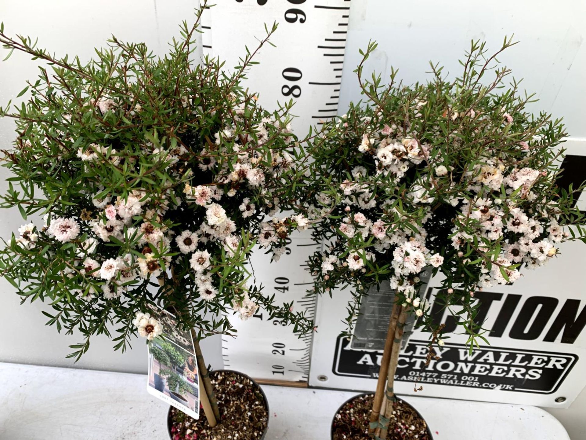 TWO LEPTOSPERMUM SCOPARIUM 'BIANCO' IN FLOWER STANDARD TREES 90 -100CM IN HEIGHT IN 3 LTR POTS - Image 3 of 8