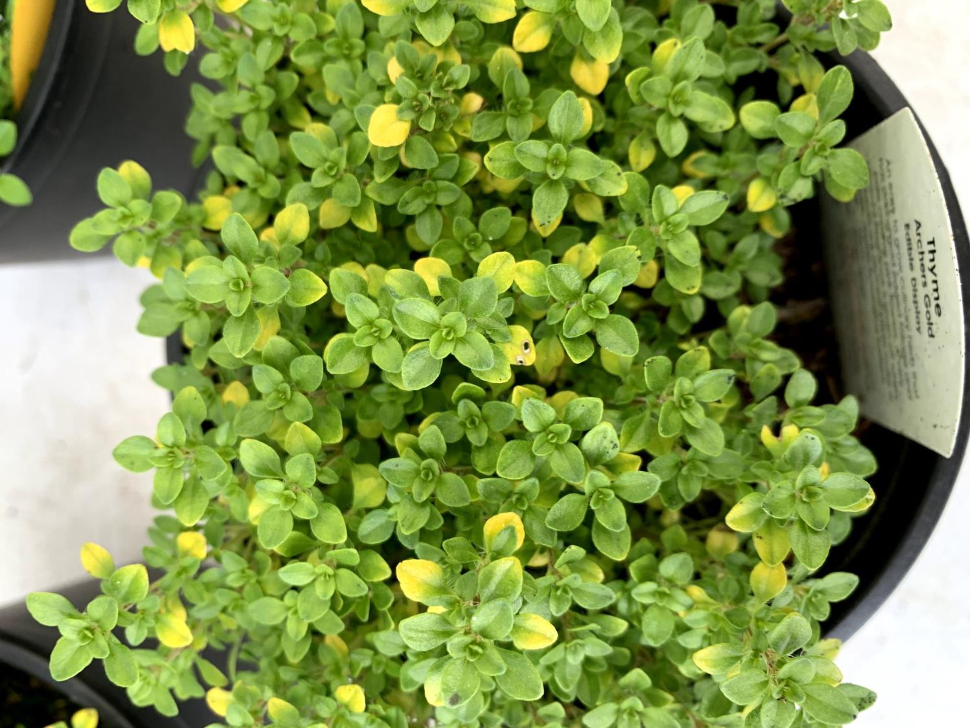 THREE THYME 'ARCHERS GOLD' IN 1 LTR POTS APPROX 20CM IN HEIGHT PLUS VAT TO BE SOLD FOR THE THREE - Image 5 of 8