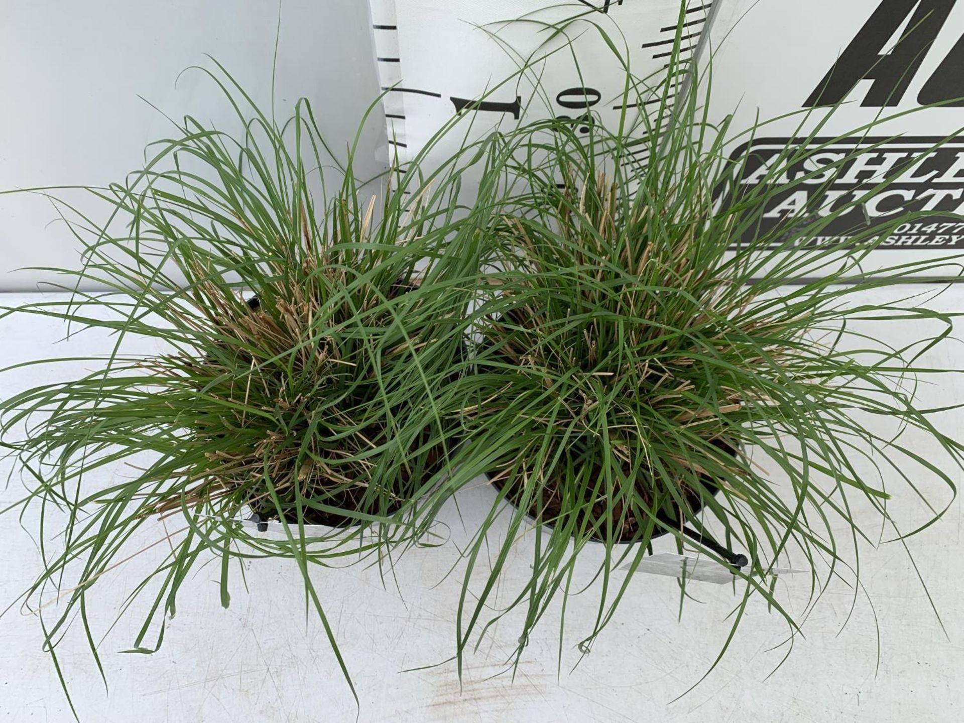 TWO ORNAMENTAL GRASSES PENNISETUM 'HAMELN' APPROX 45CM IN HEIGHT IN 4 LTR POTS PLUS VAT TO BE SOLD - Image 4 of 8