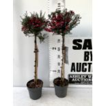 TWO LEPTOSPERMUM SCOPARIUM 'ROSSO' IN FLOWER STANDARD TREES OVER A METRE IN HEIGHT IN 3 LTR POTS