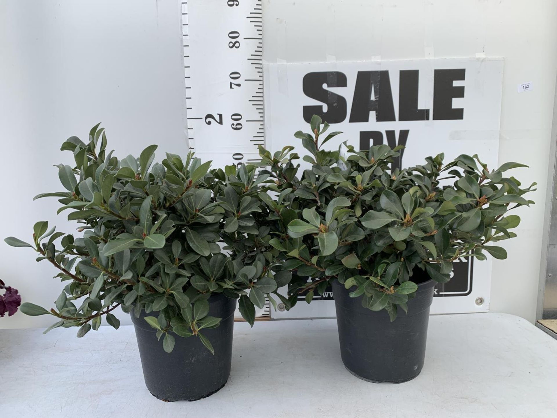 TWO RHAPIOLEPIS UMBELLATA IN 7LTR POTS APPROX 55CM IN HEIGHT PLUS VAT TO BE SOLD FOR THE TWO - Image 6 of 24