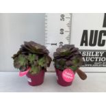 TWO AEONIUM ARBOREUM VELOURS IN 1 LTR POTS 30CM IN HEIGHT PLUS VAT TO BE SOLD FOR THE TWO