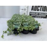 FIFTEEN GLECHOMA IN GREEN/ WHITE BASKET PLANTS ON A TRAY IN P9 POTS PLUS VAT TO BE SOLD FOR THE