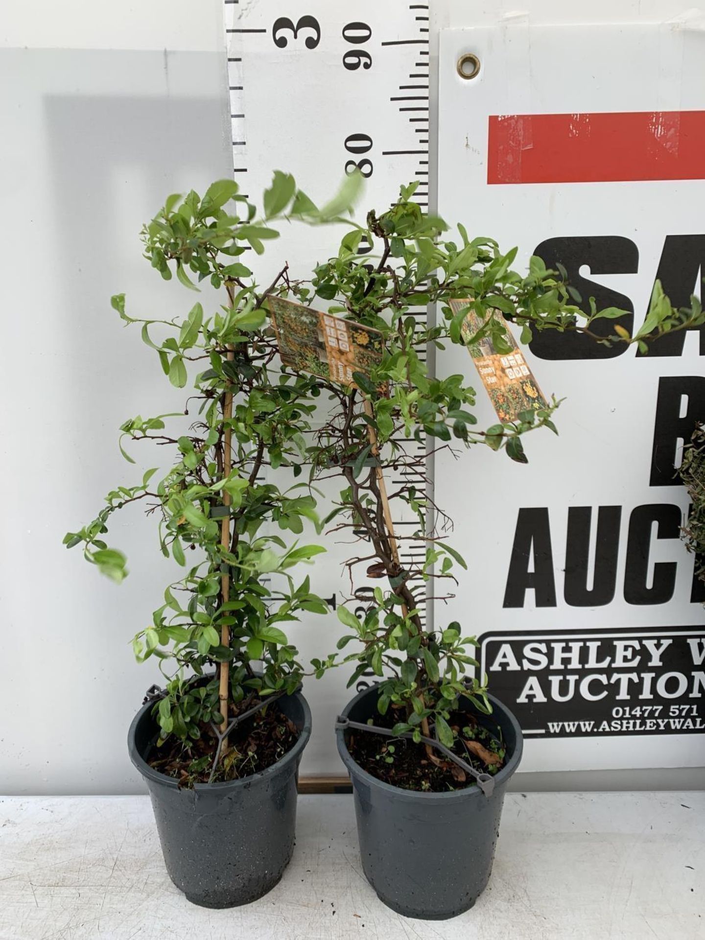 TWO PYRACANTHA 'SUNNY STAR' IN 2 LTR POTS IN 80CM IN HEIGHT PLUS VAT TO BE SOLD FOR THE TWO - Image 4 of 16