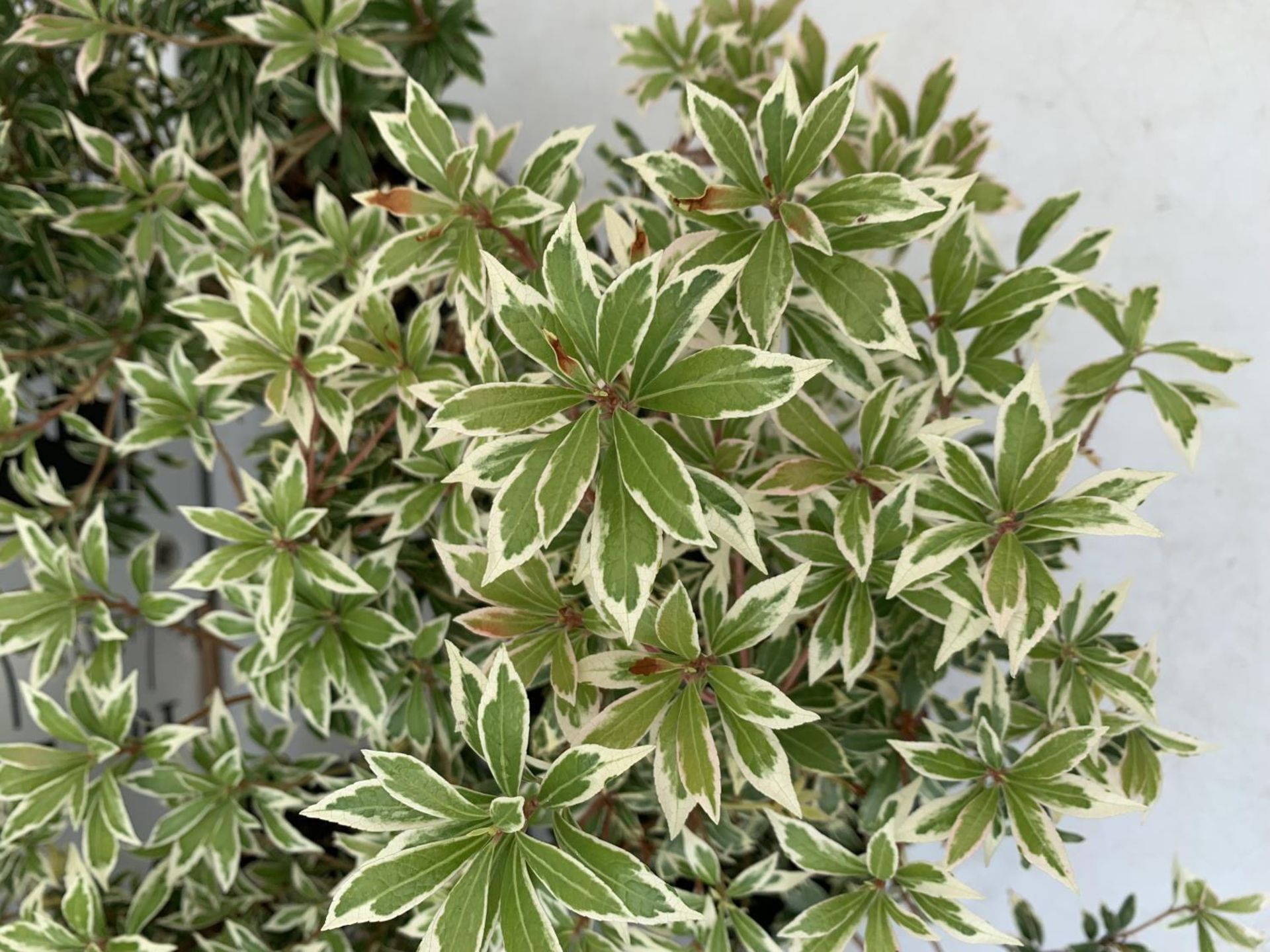 FOUR PIERIS LITTLE HEATH 45CM TALL IN 2 LTR POTS TO BE SOLD FOR THE FOUR PLUS VAT - Image 6 of 10