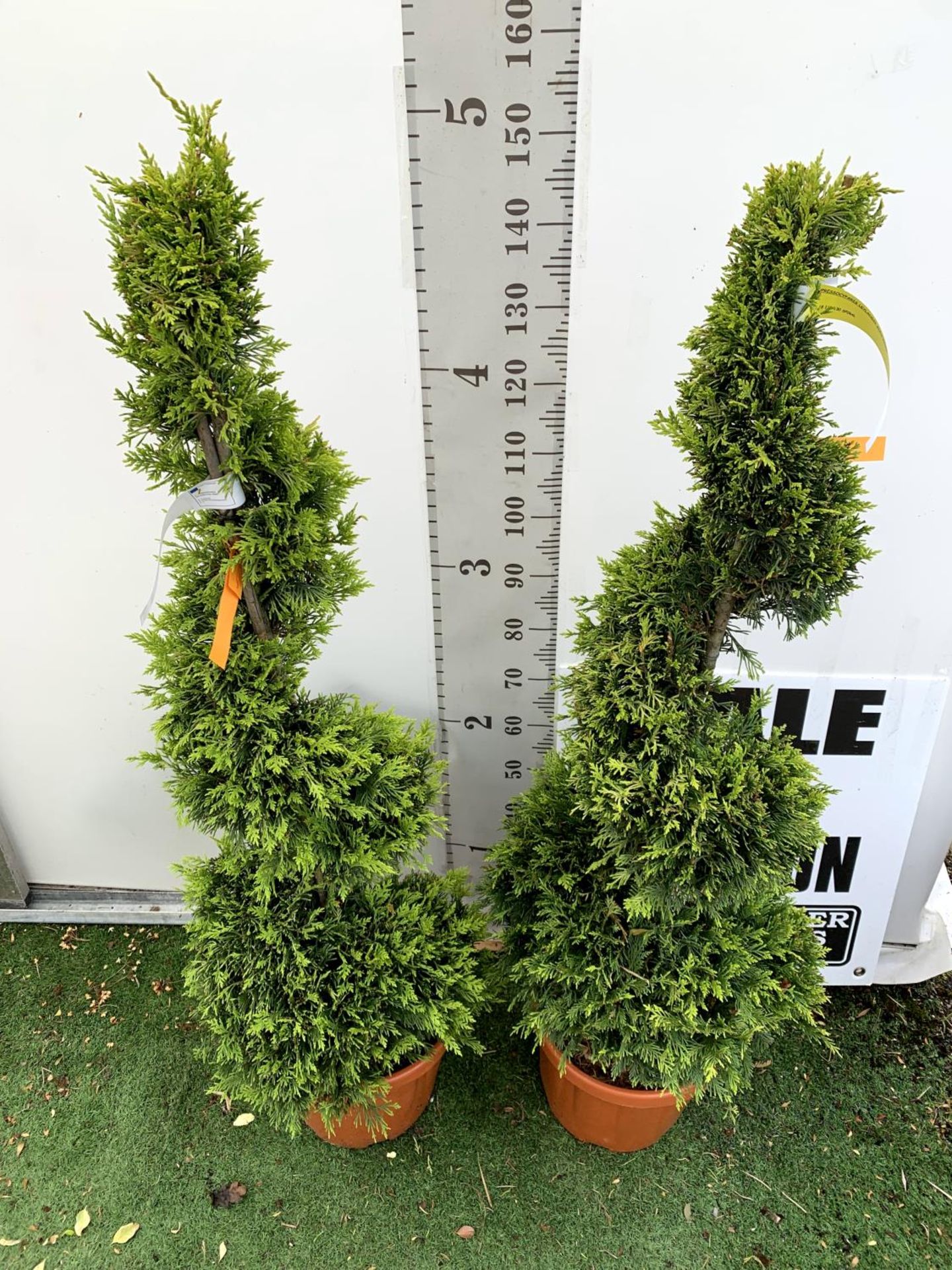 TWO SPIRAL CUPRESSOCYPARIS SPIRAL LEYANDII 'GOLD RIDER' APPROX 170CM IN HEIGHT IN 15 LTR POTS PLUS - Image 3 of 10