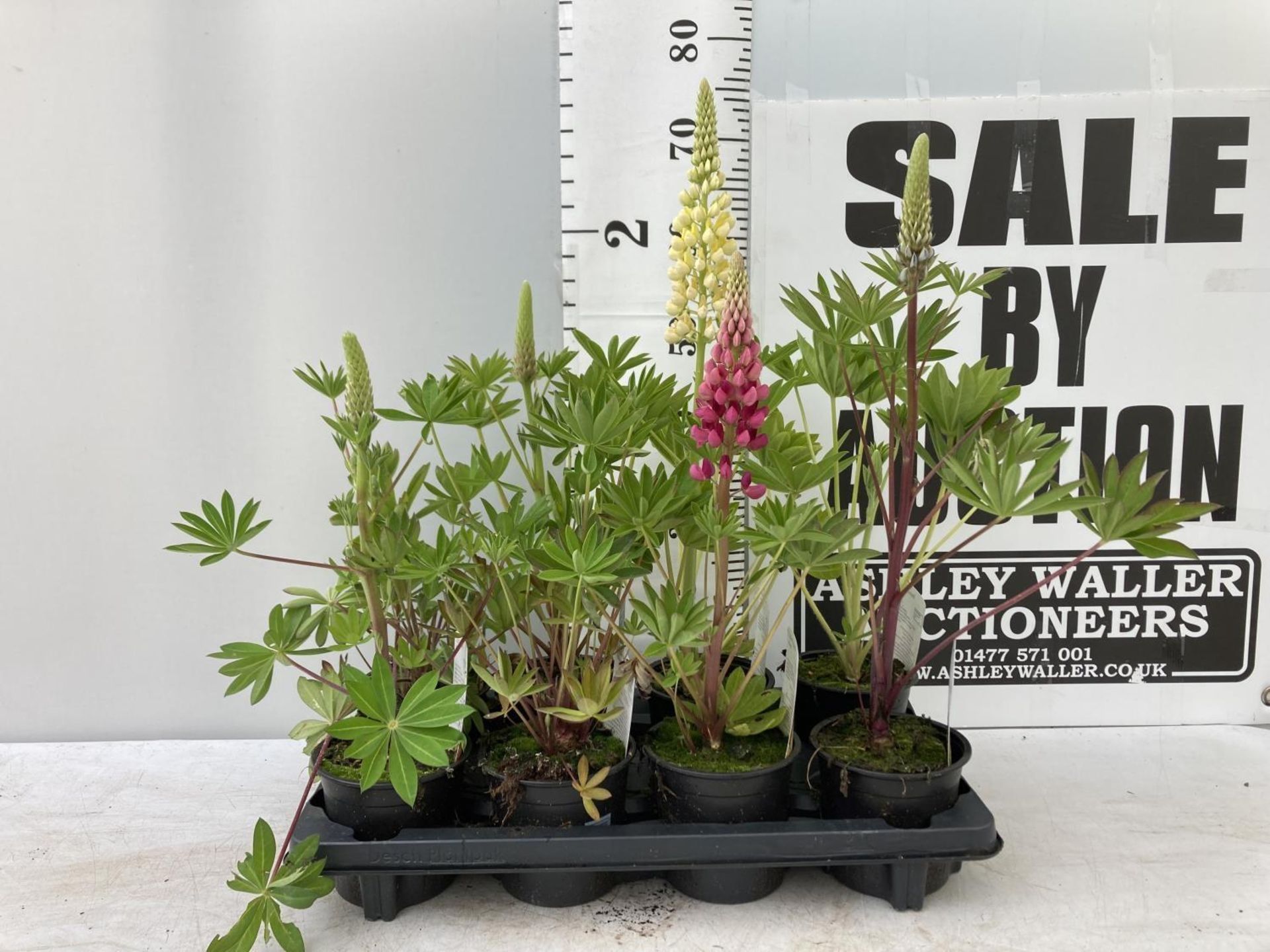 EIGHT LUPIN RUSSELLS IN MIXED COLOURS IN 1 LTR POTS APPROX 40-50CM IN HEIGHT PLUS VAT TO BE SOLD FOR - Image 4 of 9