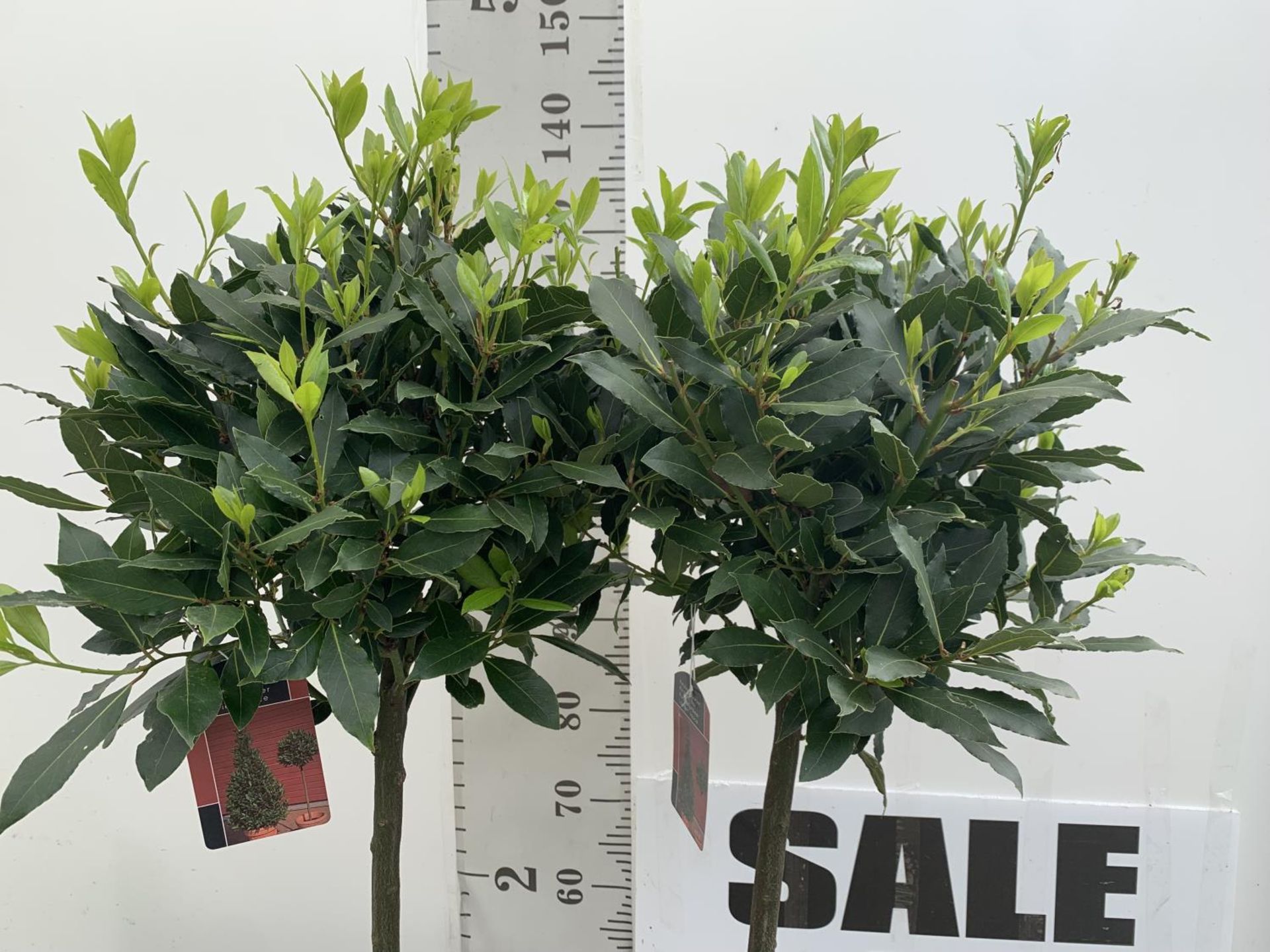 TWO STANDARD BAY TREES LAURUS NOBILIS APPROX 140CM IN HEIGHT IN A 10 LTR POT NO VAT TO BE SOLD FOR - Image 3 of 10