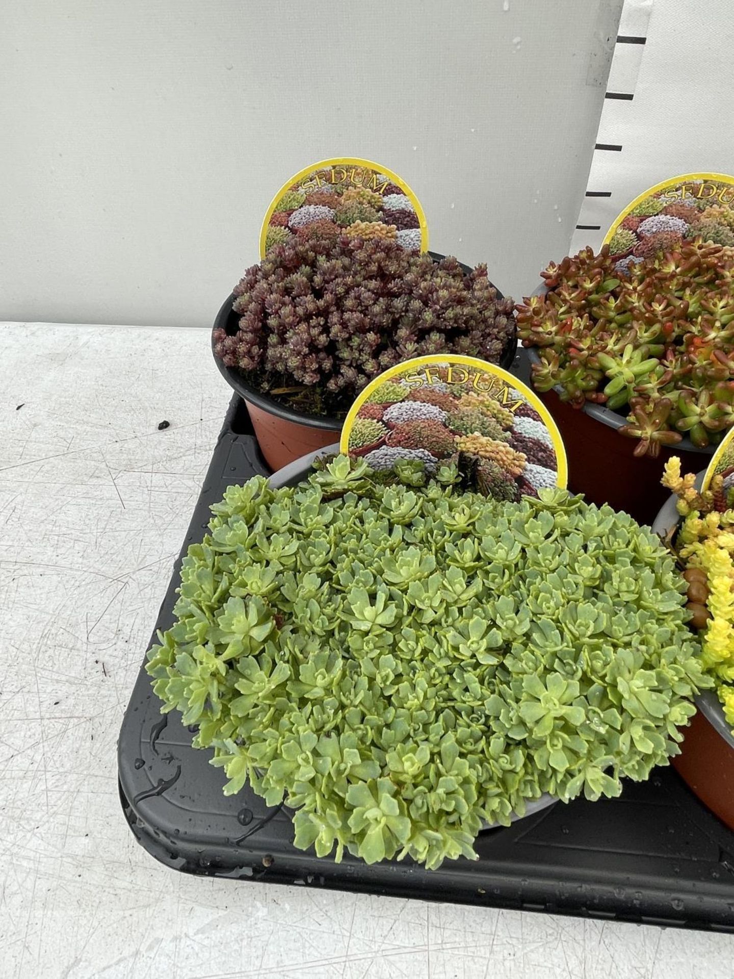 EIGHT VARIOUS VARIETIES OF SEDUM WITH CARDS IN ONE LTR POTS TO BE SOLD FOR THE EIGHT PLUS VAT - Image 2 of 6