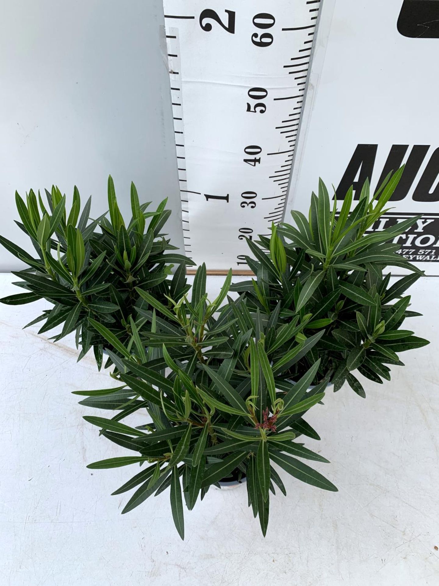 THREE MIXED OLEANDER NERIUM APPROX 55CM TALL IN 1 LTR POTS PLUS VAT TO BE SOLD FOR THE THREE - Image 3 of 6