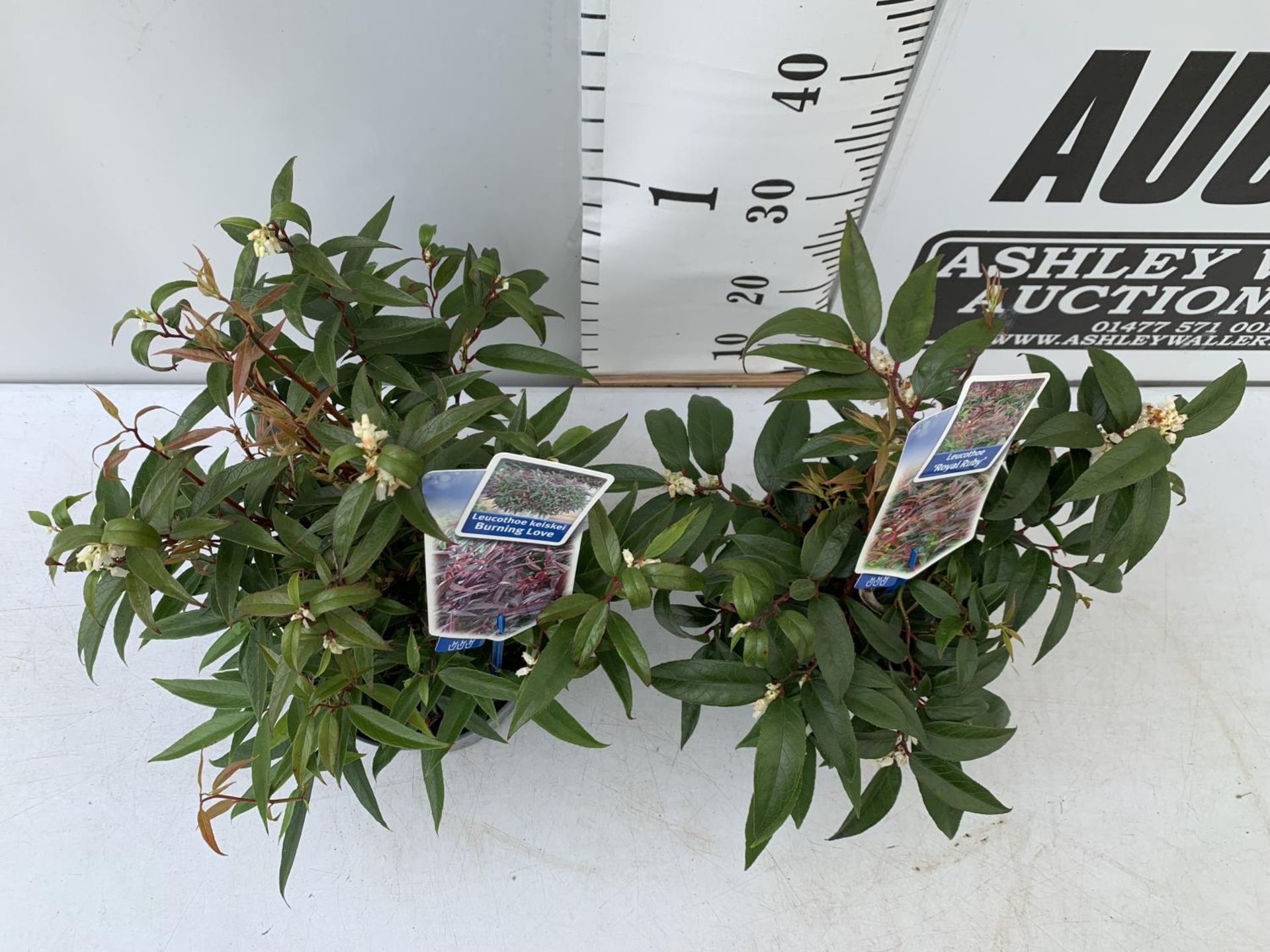 TWO LEUCOTHOE 'ROYAL RUBY' AND 'BURNING LOVE' IN 2 LTR POTS 35CM TALL PLUS VAT TO BE SOLD FOR THE - Image 3 of 12