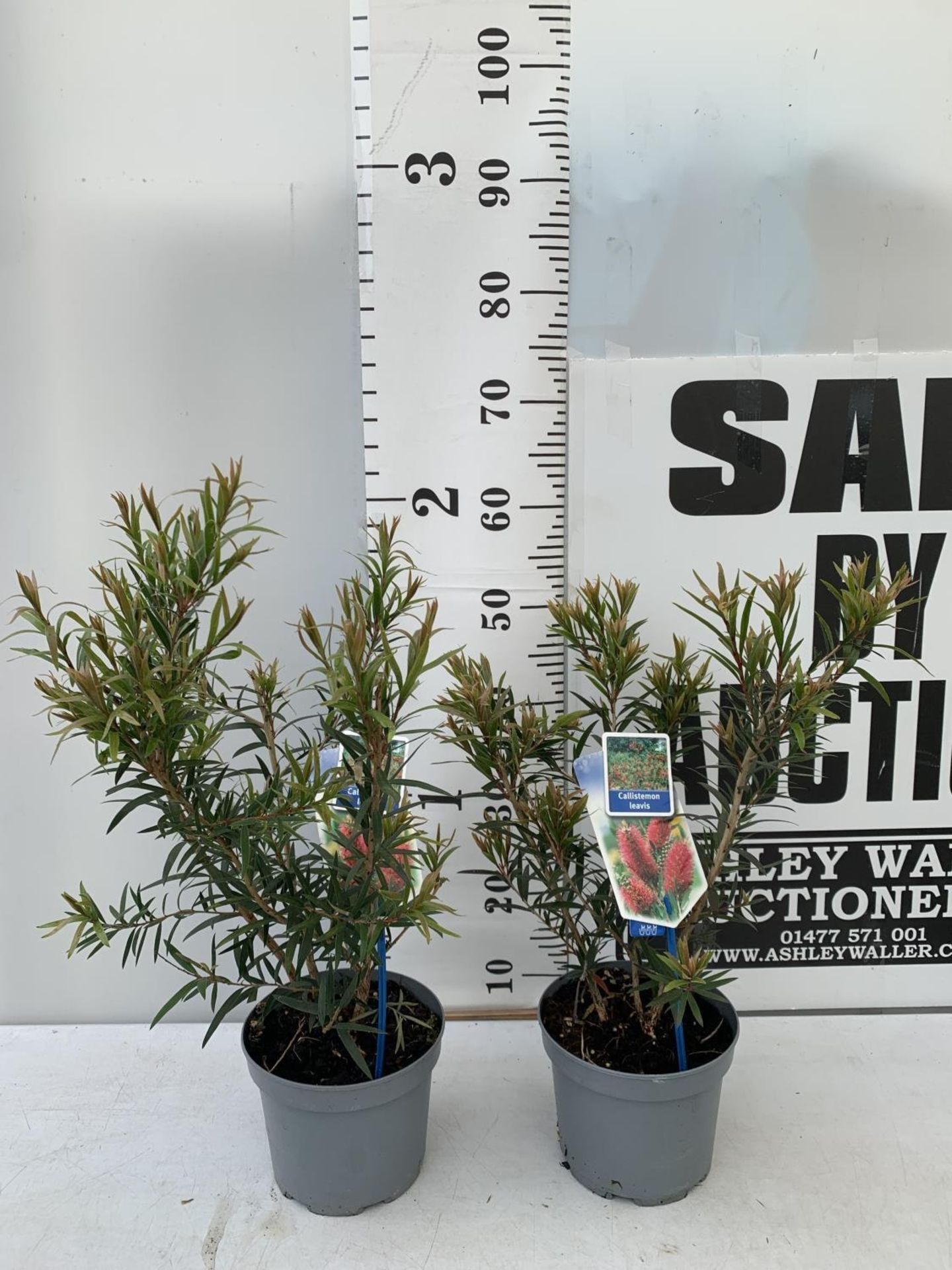 TWO CALLISTEMON LAEVIS IN 2 LTR POTS 50CM IN HEIGHT PLUS VAT TO BE SOLD FOR THE TWO - Image 2 of 6