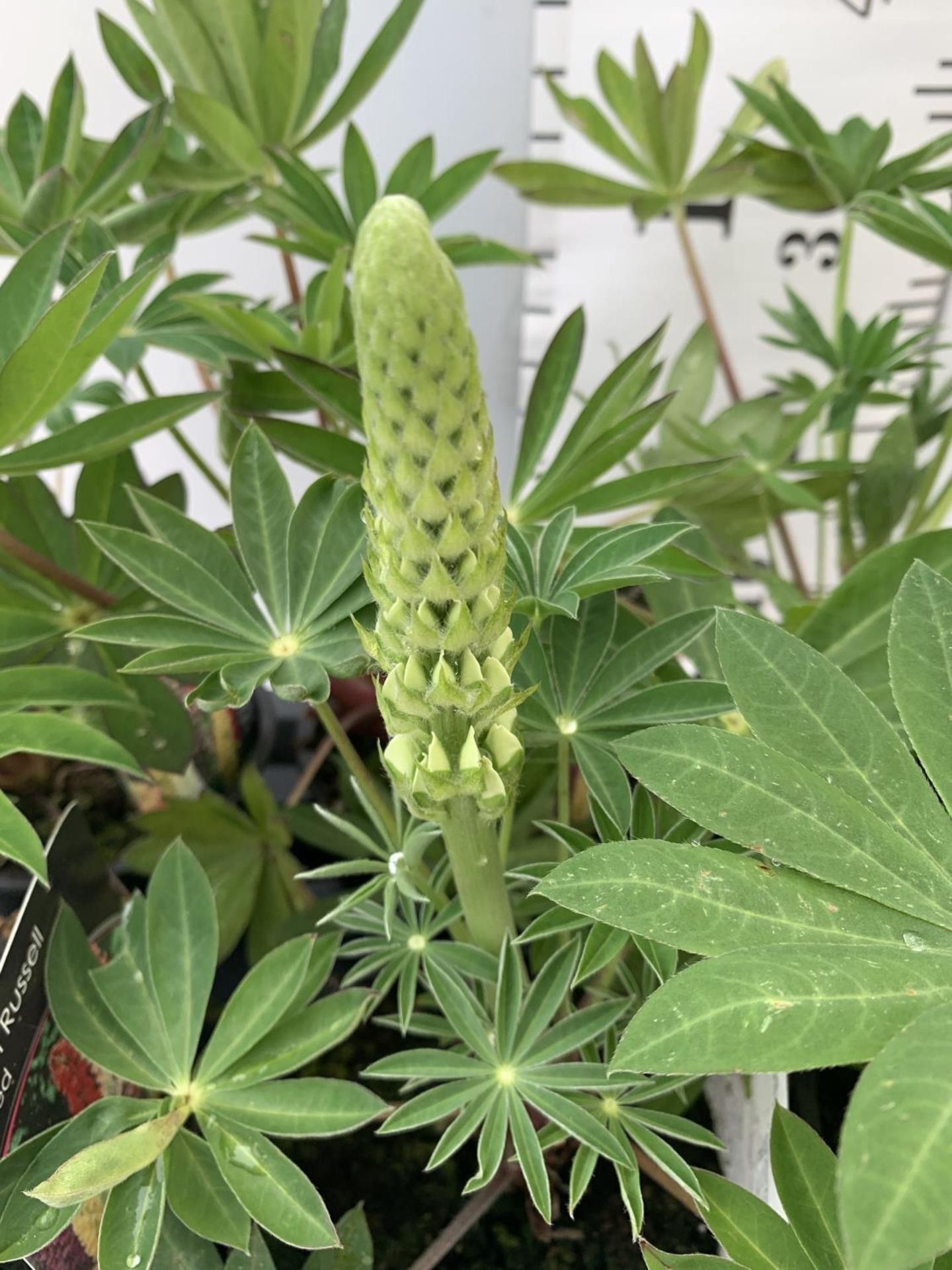 SIX LUPIN RUSSELL MIXED COLOURS ON A TRAY APPROX 40CM IN HEIGHT PLUS VAT TO BE SOLD FOR THE SIX - Bild 6 aus 8