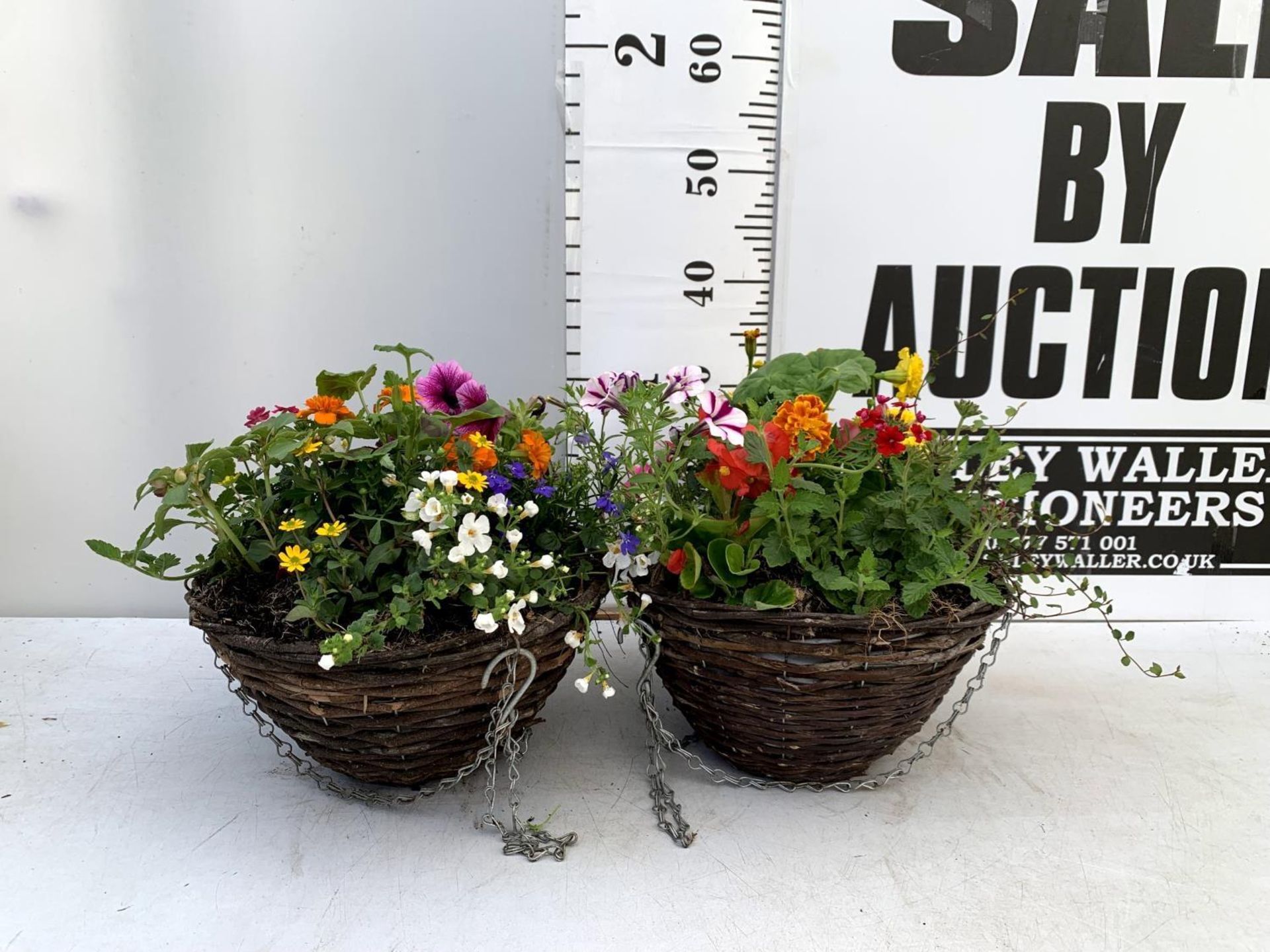 TWO WICKER HANGING BASKETS PLANTED WITH VARIOUS BASKET PLANTS INCLUDING MARIGOLD PETUNIA VERBENA - Image 2 of 10