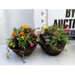 TWO WICKER HANGING BASKETS PLANTED WITH VARIOUS BEDDING PLANTS INCLUDING MARIGOLD PETUNIA VERBENA