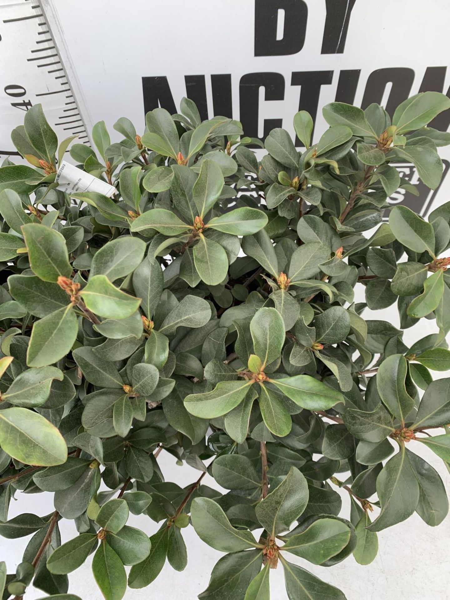 TWO RHAPIOLEPIS UMBELLATA IN 7LTR POTS APPROX 55CM IN HEIGHT PLUS VAT TO BE SOLD FOR THE TWO - Image 13 of 24