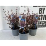 THREE LOPHOMYRTUS RALPHII NEW ZEALAND MYRTLE 'BLACK PEARL' IN 2 LTR POTS HEIGHT 40CM - 50CM TO BE