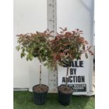 A PAIR OF STANDARD PHOTINIA FRASERI RED ROBIN TREES 130CM TALL IN A 10 LTR POT TO BE SOLD FOR THE