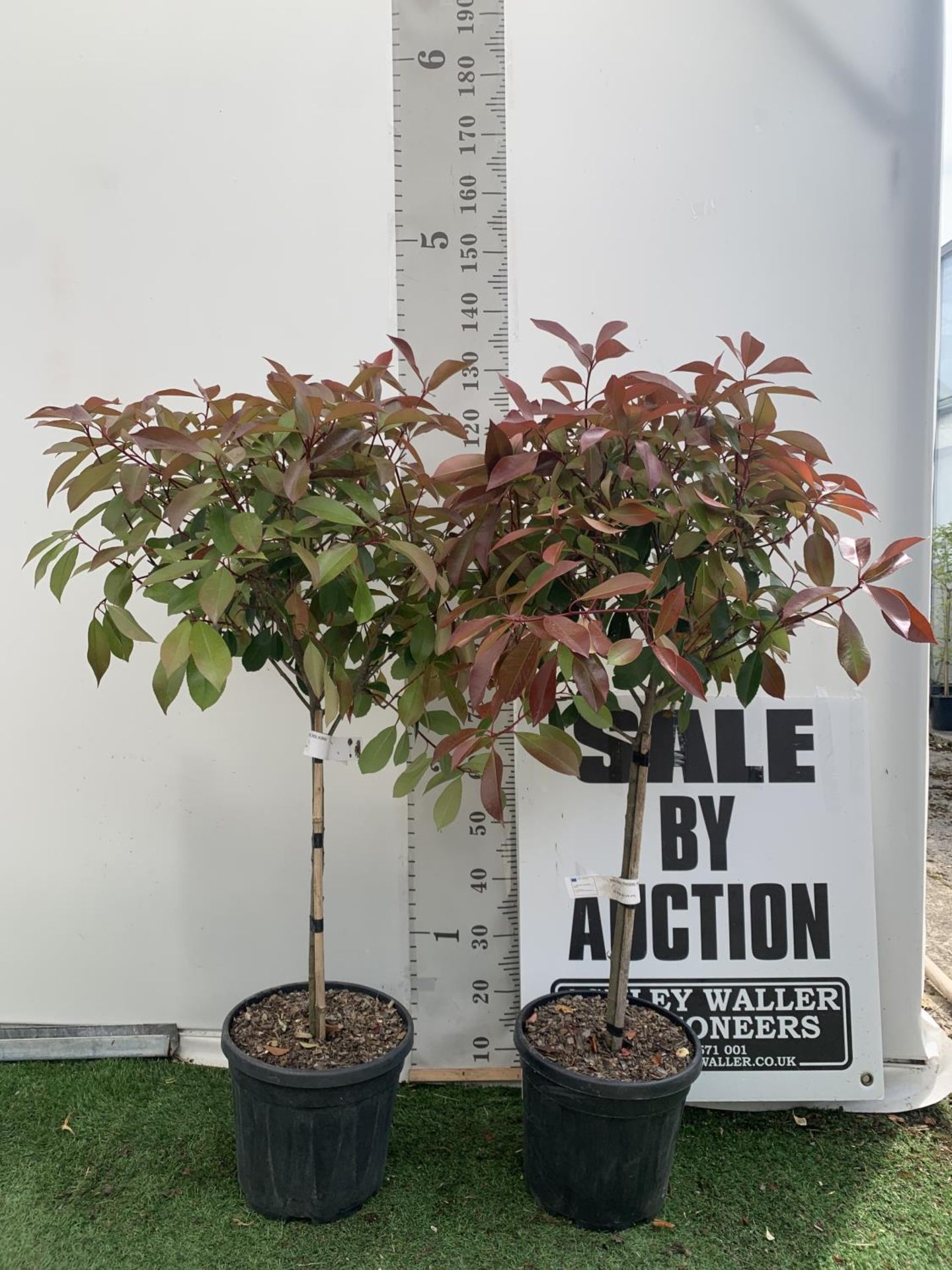 A PAIR OF STANDARD PHOTINIA FRASERI RED ROBIN TREES 130CM TALL IN A 10 LTR POT TO BE SOLD FOR THE