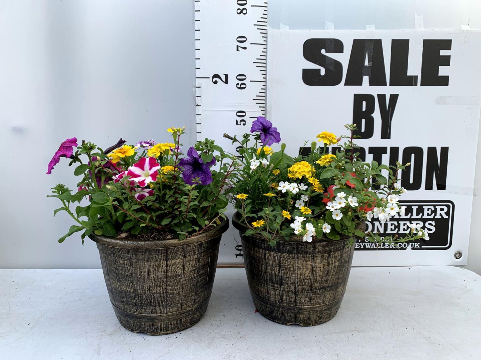 TWO LARGE TUBS PLANTED WITH VARIOUS PLANTS INC MARIGOLDS PETUNIAS FUCHSIA BACOPA ETC IN 10 LTR