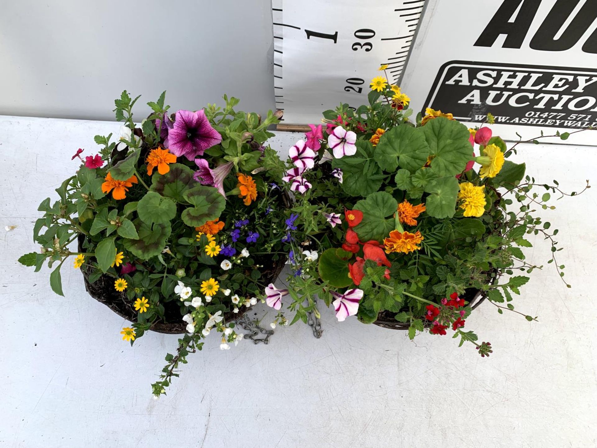 TWO WICKER HANGING BASKETS PLANTED WITH VARIOUS BASKET PLANTS INCLUDING MARIGOLD PETUNIA VERBENA - Image 3 of 10