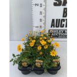 FIFTEEN BIDENS SELECT TIMELESS GOLDEN EMPIRE BASKET PLANTS ON A TRAY IN P9 POTS PLUS VAT TO BE