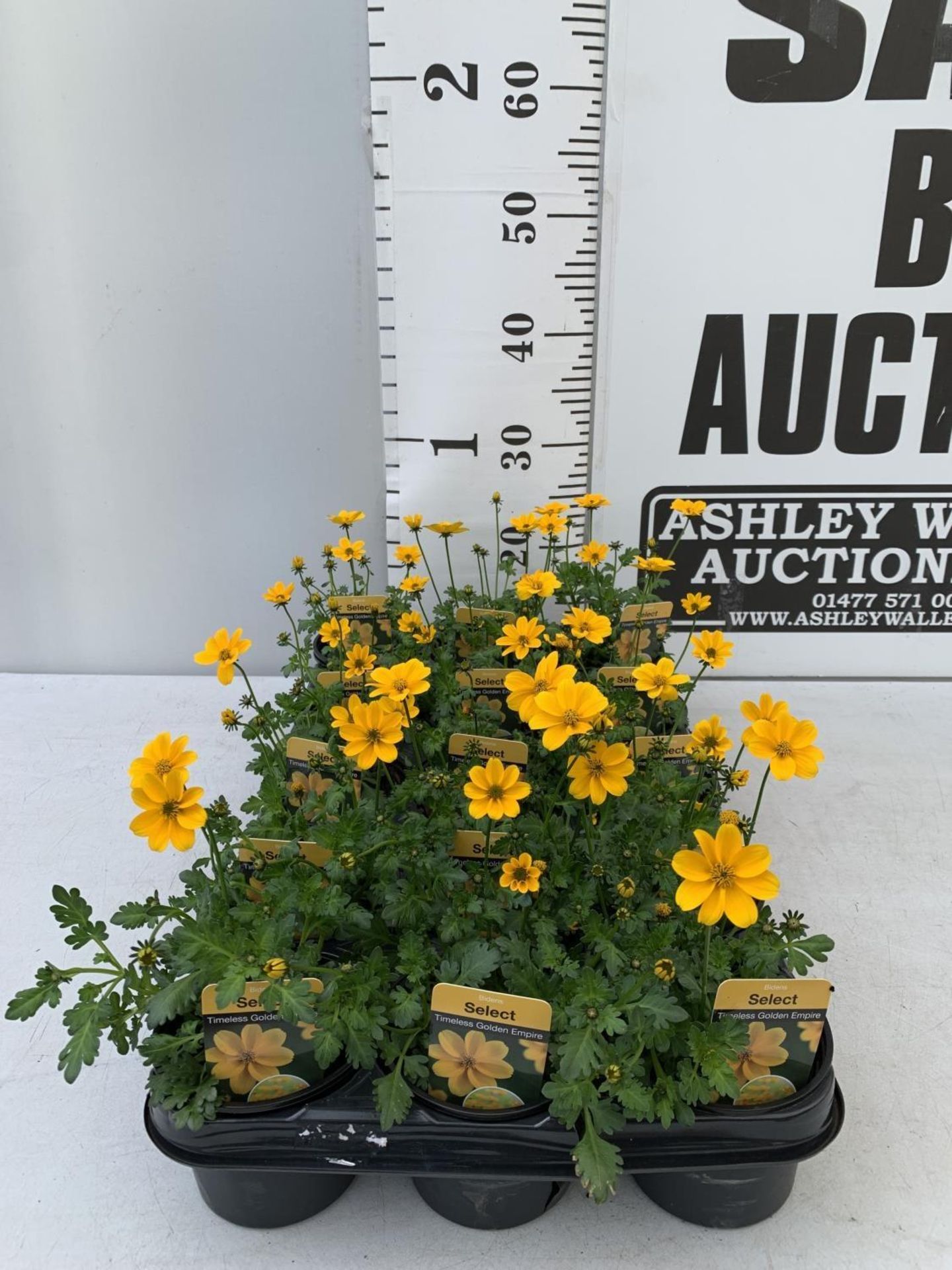 FIFTEEN BIDENS SELECT TIMELESS GOLDEN EMPIRE BASKET PLANTS ON A TRAY IN P9 POTS PLUS VAT TO BE