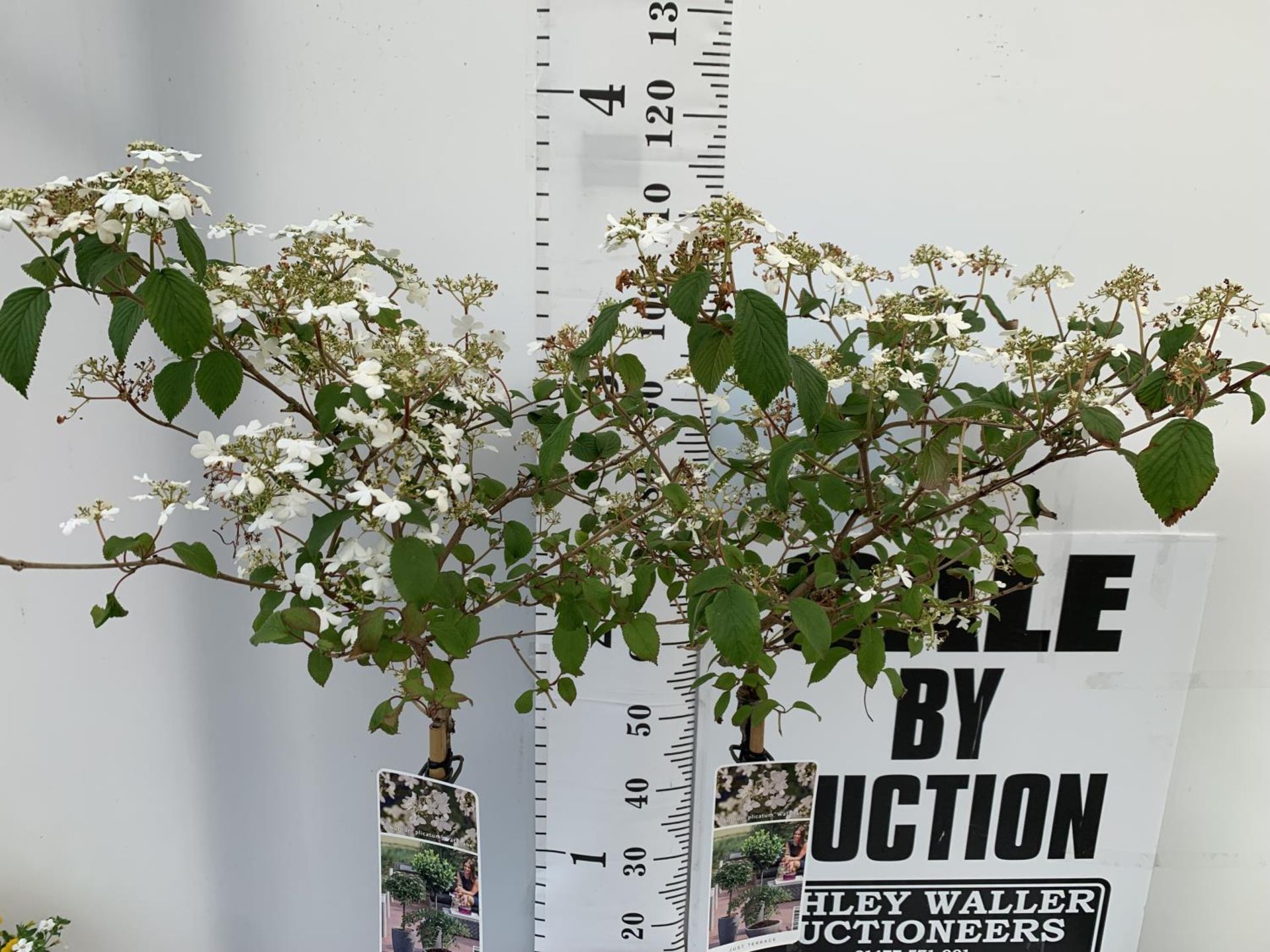 TWO VIBURNUM PLICATUM 'WATANABE' STANDARD TREES APPROX 120CM IN HEIGHT IN 3LTR POTS PLUS VAT TO BE - Image 3 of 10