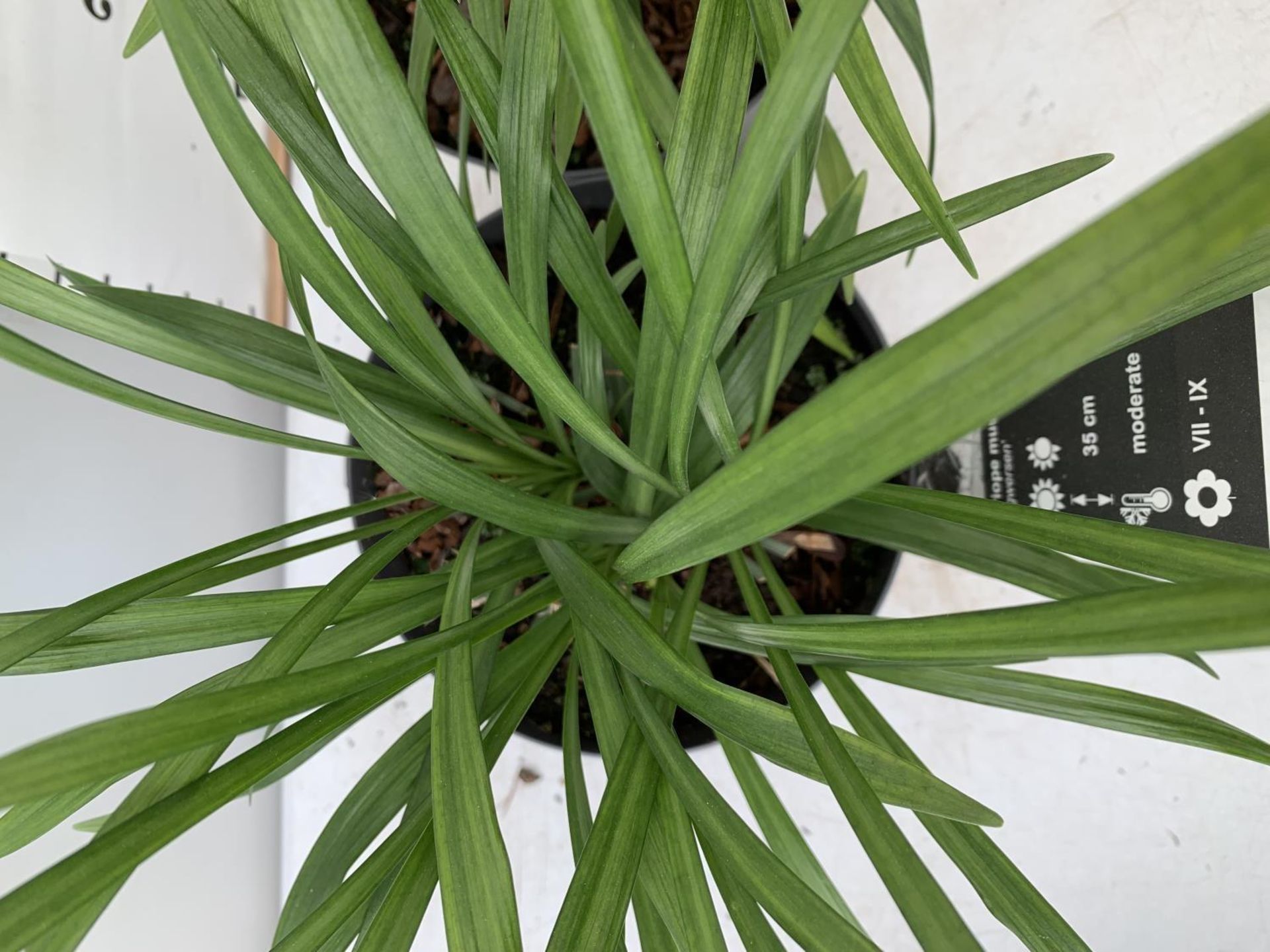 TWO HARDY ORNAMENTAL GRASSES LIRIOPE MUSCARI 'INGWERSEN' IN 3 LTR POTS APPROX 50CM IN HEIGHT PLUS - Image 6 of 8