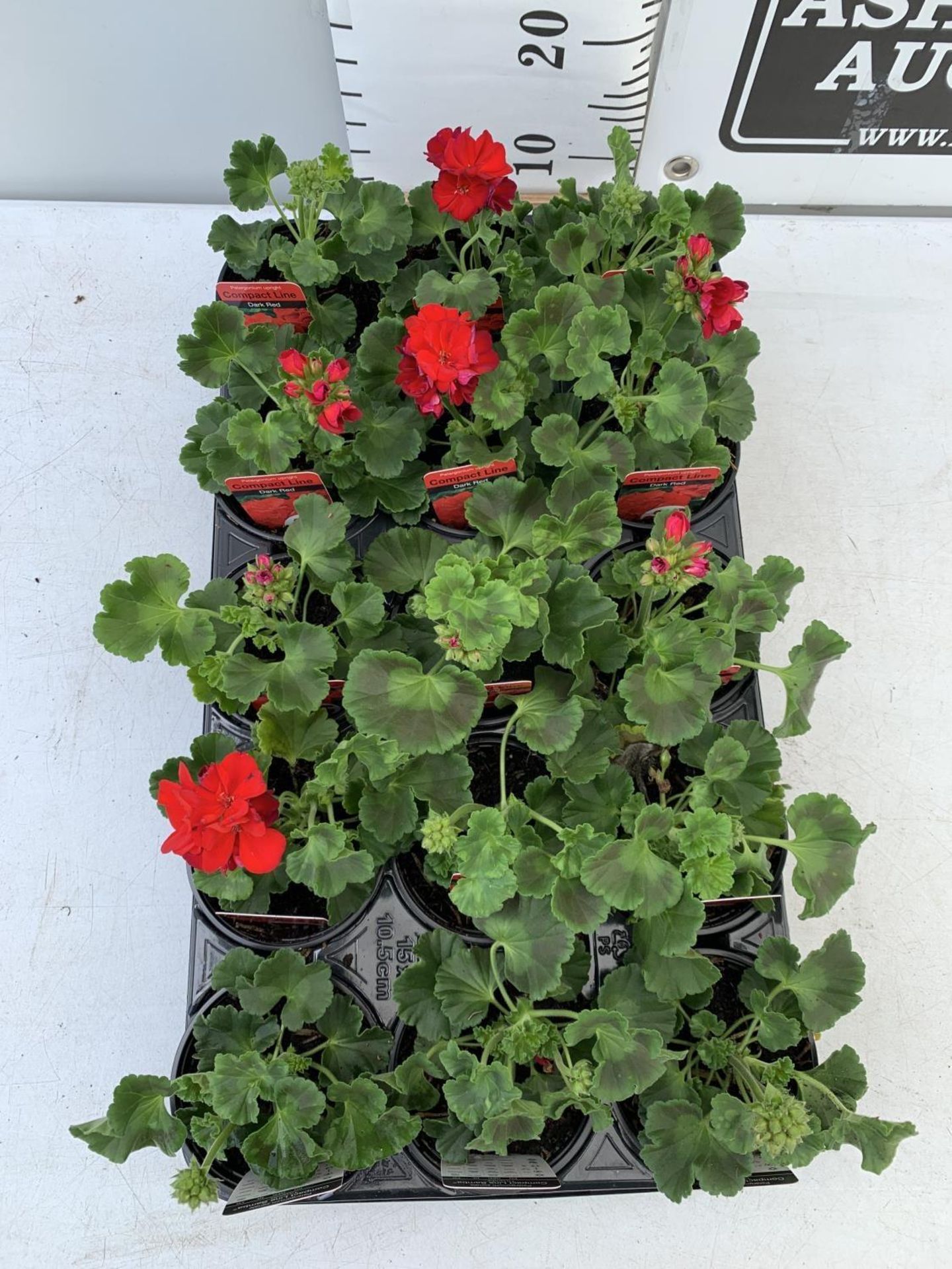 FIFTEEN PELARGONIUM UPRIGHT IN DARK RED BASKET PLANTS IN P9 POTS PLUS VAT TO BE SOLD FOR THE FIFTEEN - Bild 2 aus 4