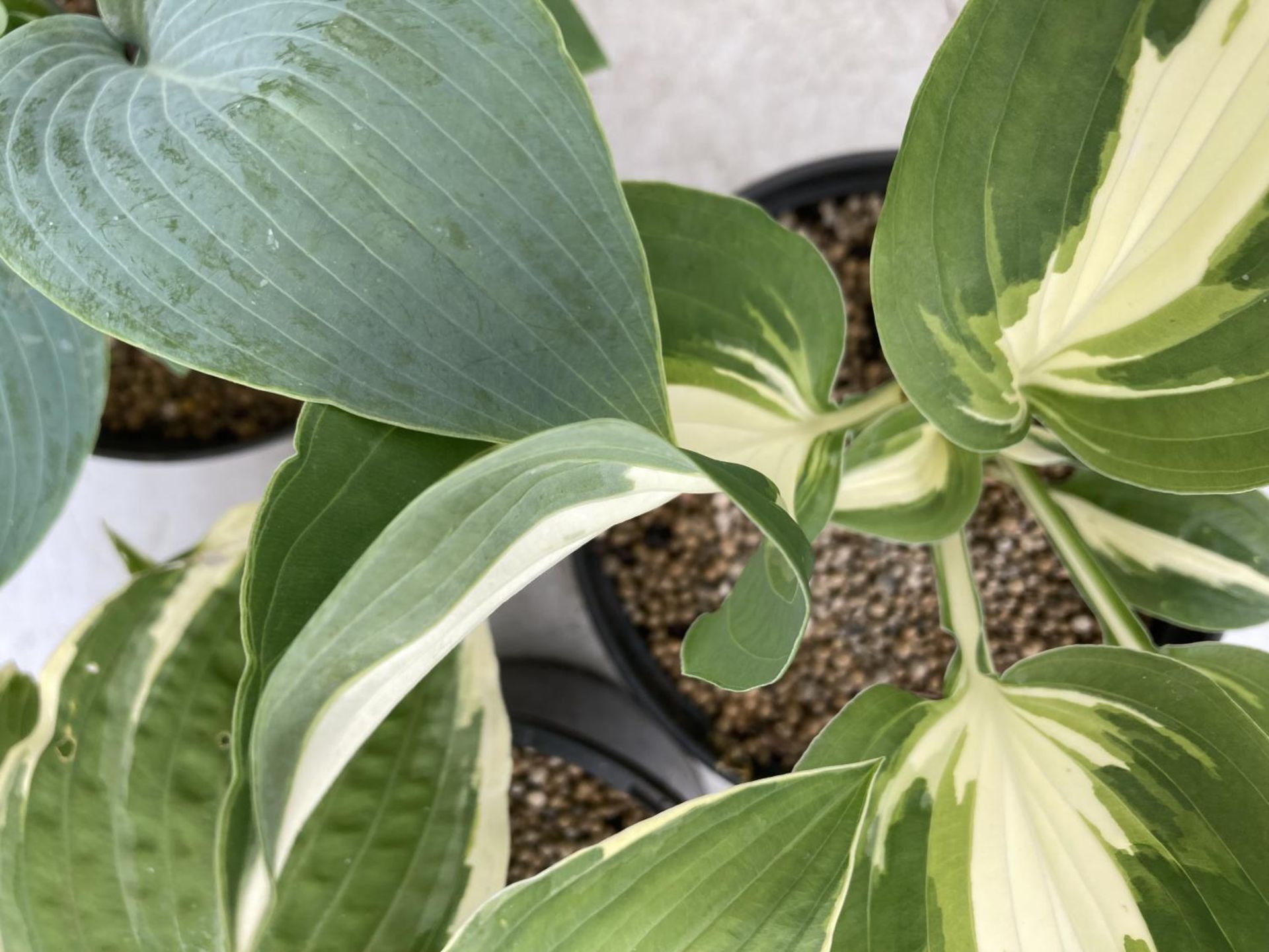 THREE VARIETIES OF HOSTA IN 2 LTR POTS APPROX 40CM IN HEIGHT PLUS VAT TO BE SOLD FOR THE THREE - Image 6 of 6