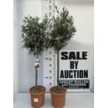 TWO OLIVE EUROPEA STANDARD TREES APPROX 130CM IN HEIGHT IN 4 LTR POTS NO VAT TO BE SOLD FOR THE TWO