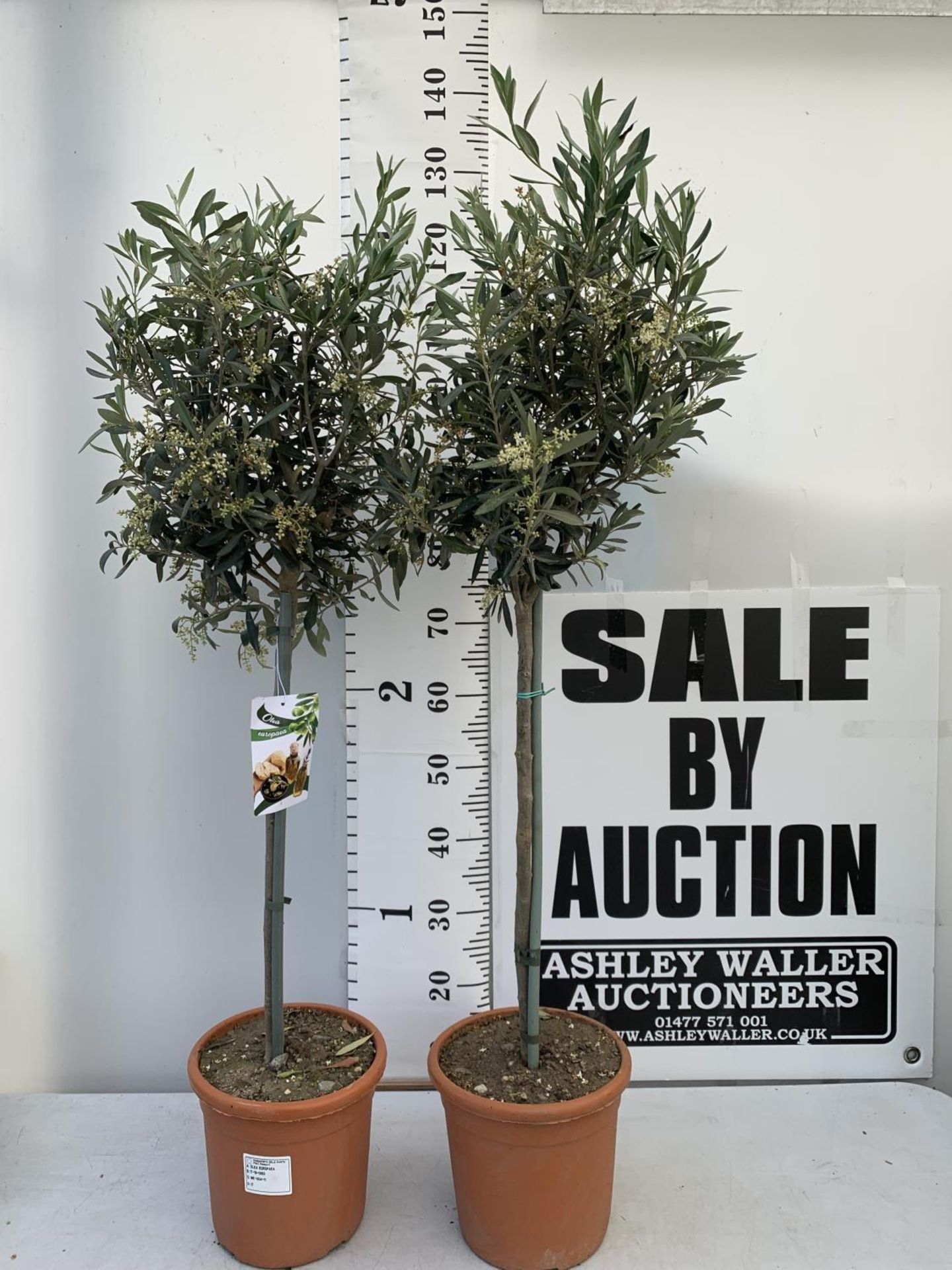 TWO OLIVE EUROPEA STANDARD TREES APPROX 130CM IN HEIGHT IN 4 LTR POTS NO VAT TO BE SOLD FOR THE TWO