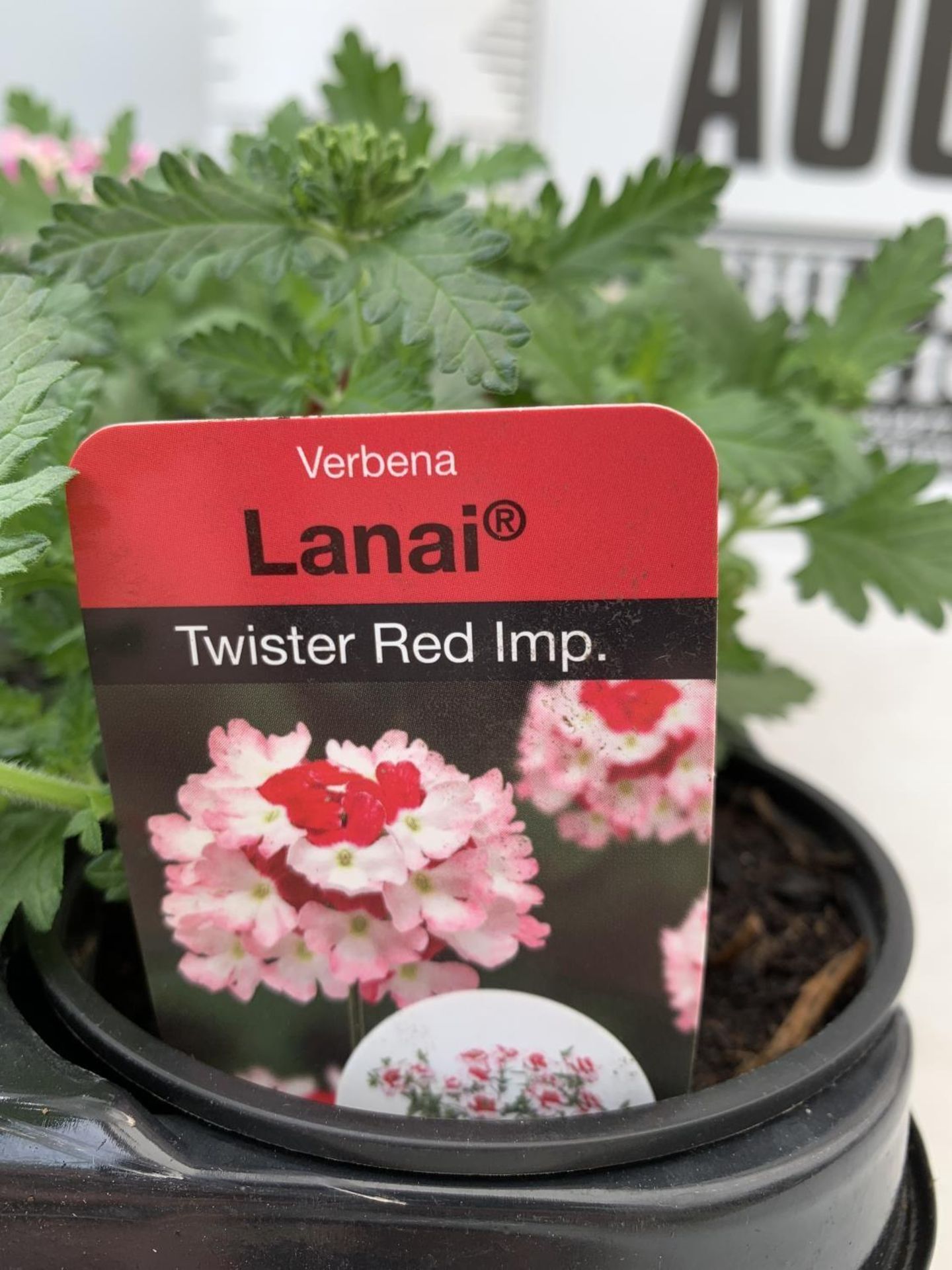 FIFTEEN VERBENA LANAI 'TWISTER RED IMP' BASKET PLANTS ON A TRAY IN P9 POTS PLUS VAT TO BE SOLD FOR - Bild 4 aus 4